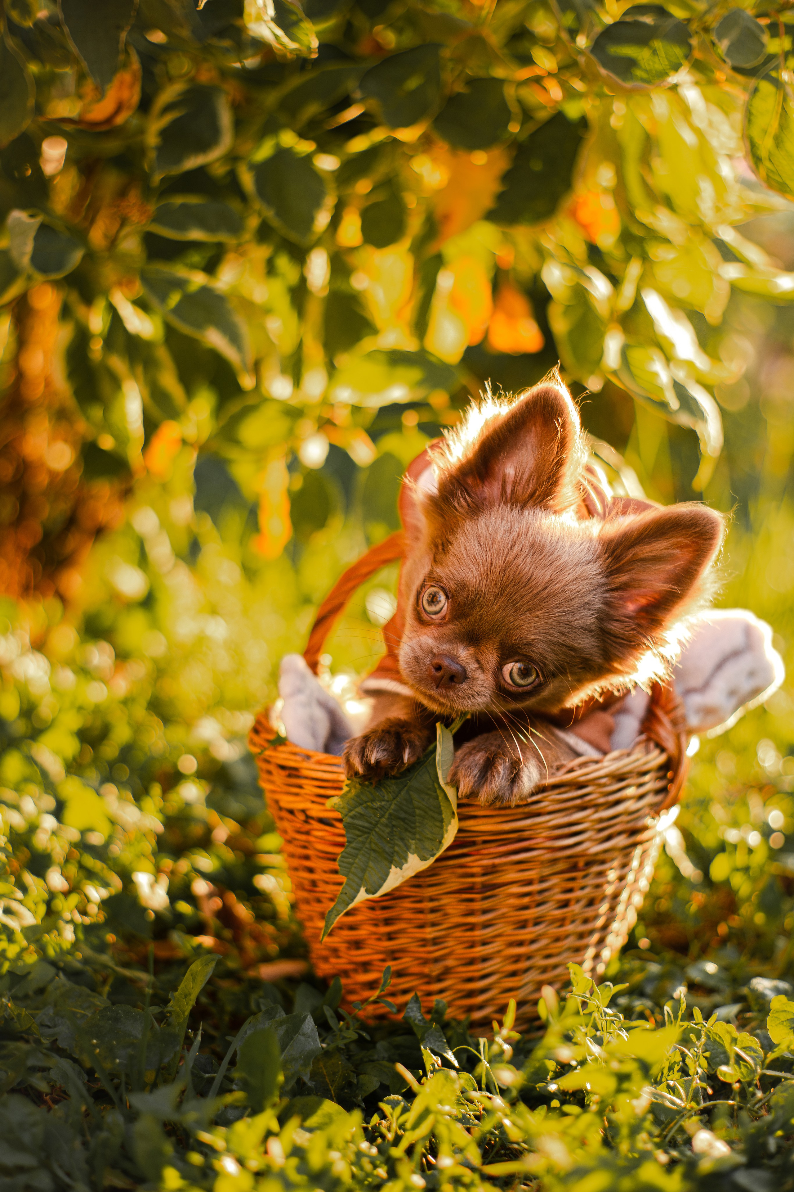 Варя и Фунтик. Фотограф-анималист Мария Баркевич | Москва