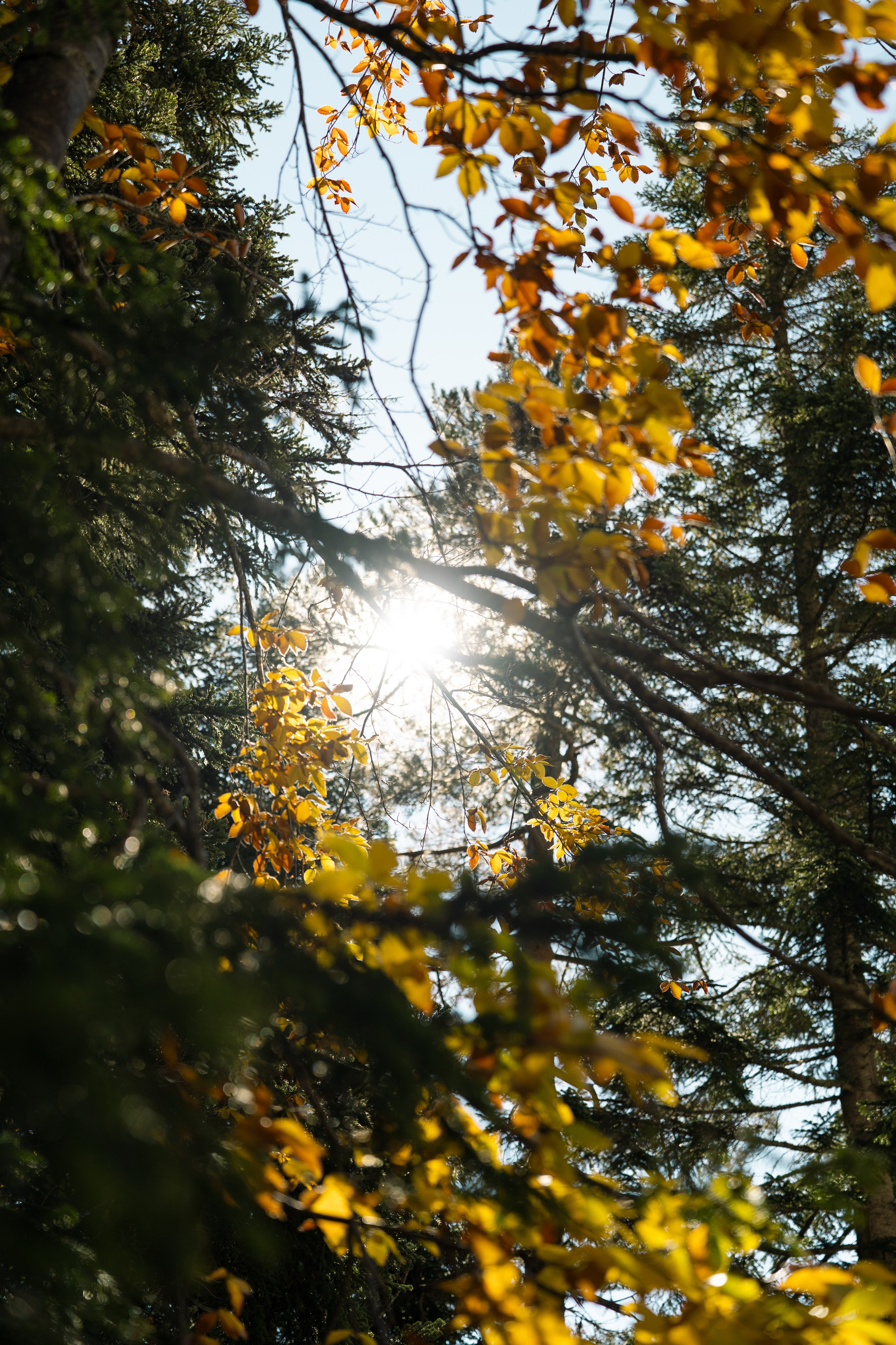 SkyWood. Фотограф и видеограф Елена Хмелевская