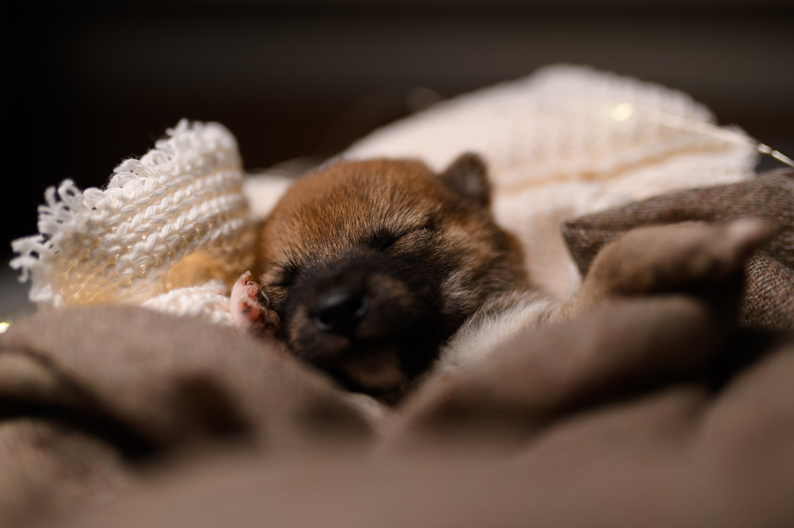 Мамесиба. Фотограф анималист в Москве Ольга Агушева