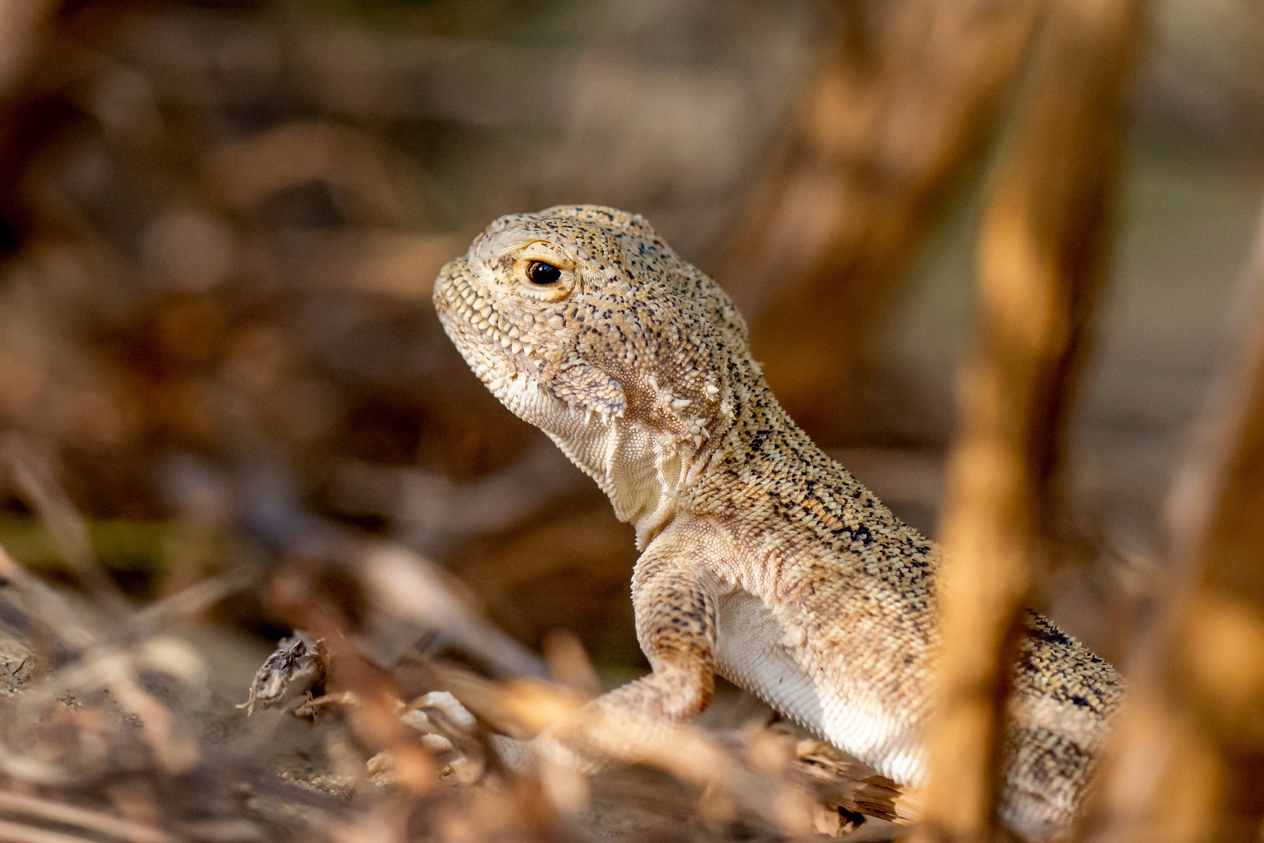 Природа Дагестана, сентябрь 2024. Foto-Zuev фотография как искусство