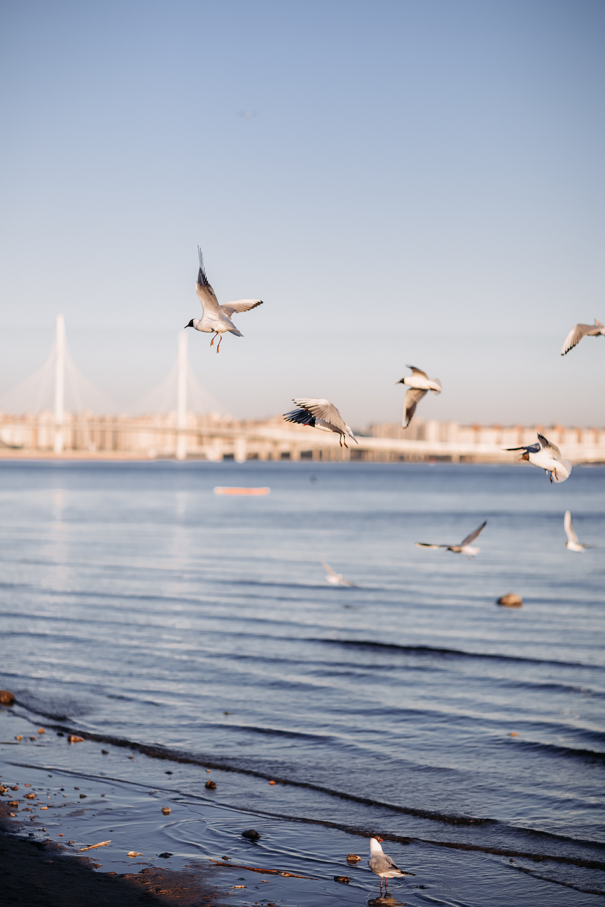 Алена и Илья. Ваш фотограф — Александра Андрущенко