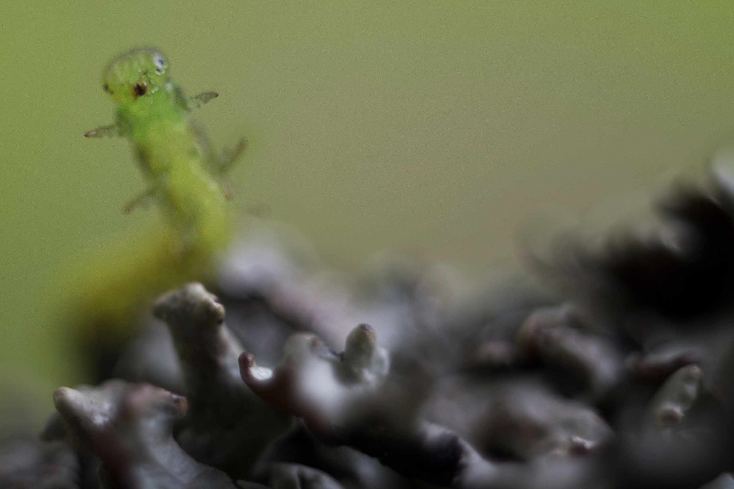 Макро. Фотограф Лагутин Анатолий