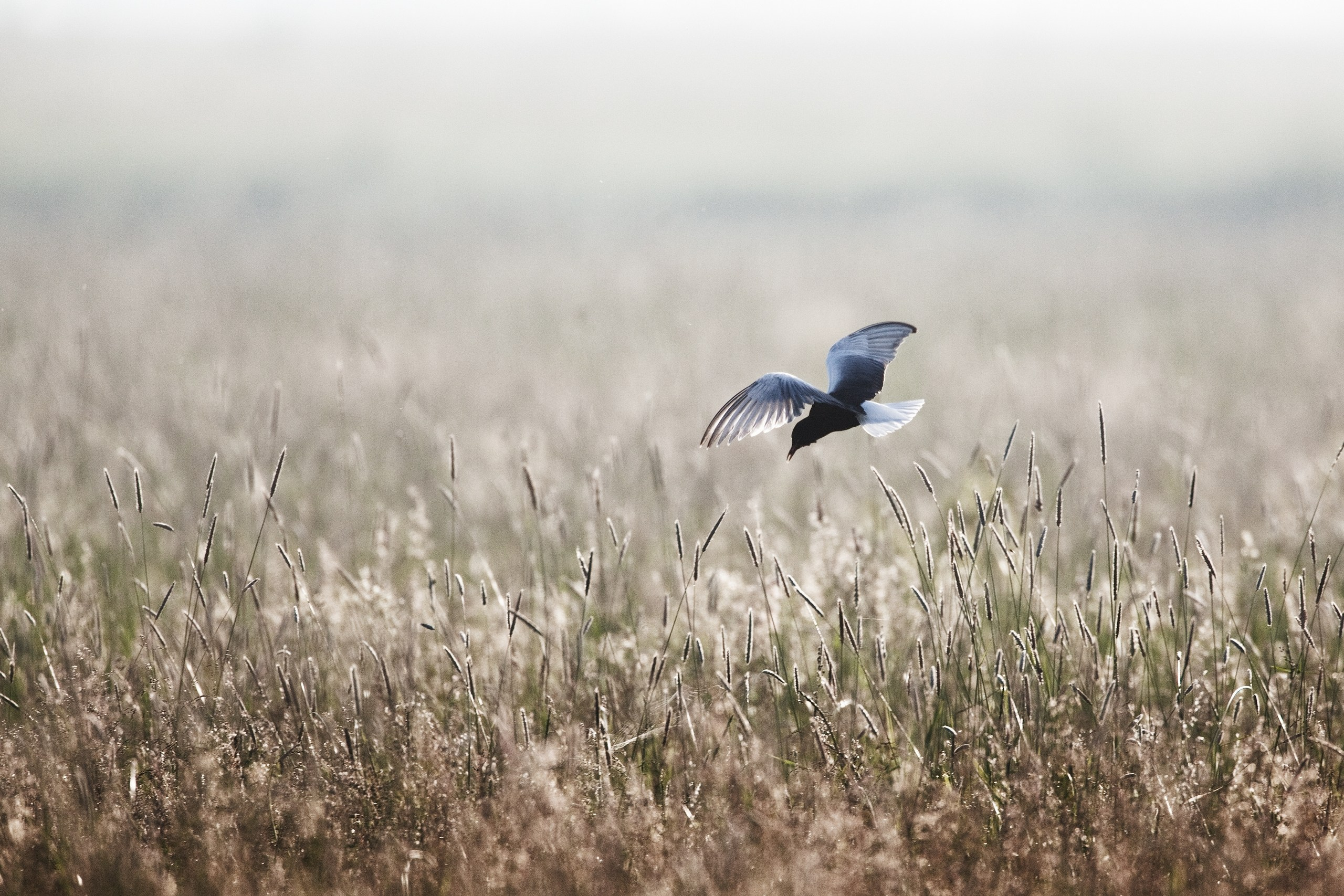 Средняя полоса России. Фотограф Владимир Медведев