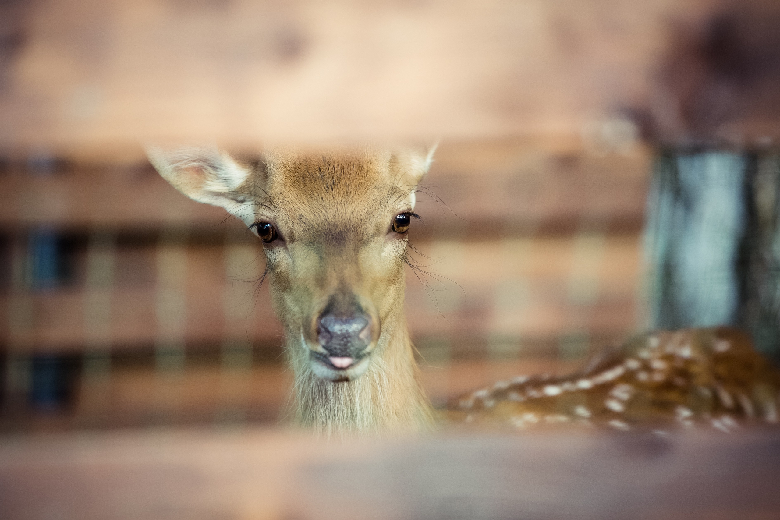 Алёна и Михаил. Свадебный и семейный фотограф в Москве и Подмосковье Лариса Козлова