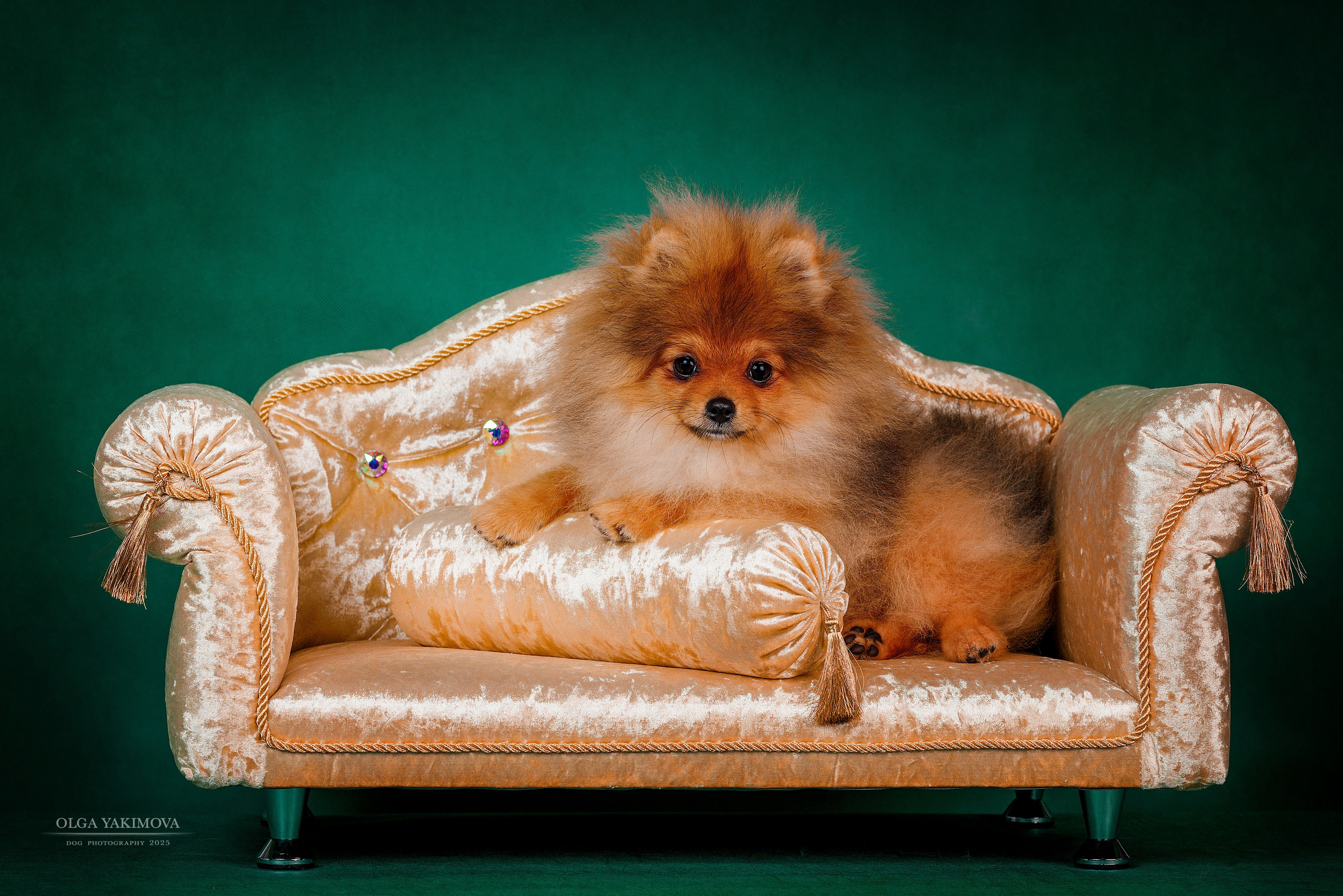 Щенки. Фотограф