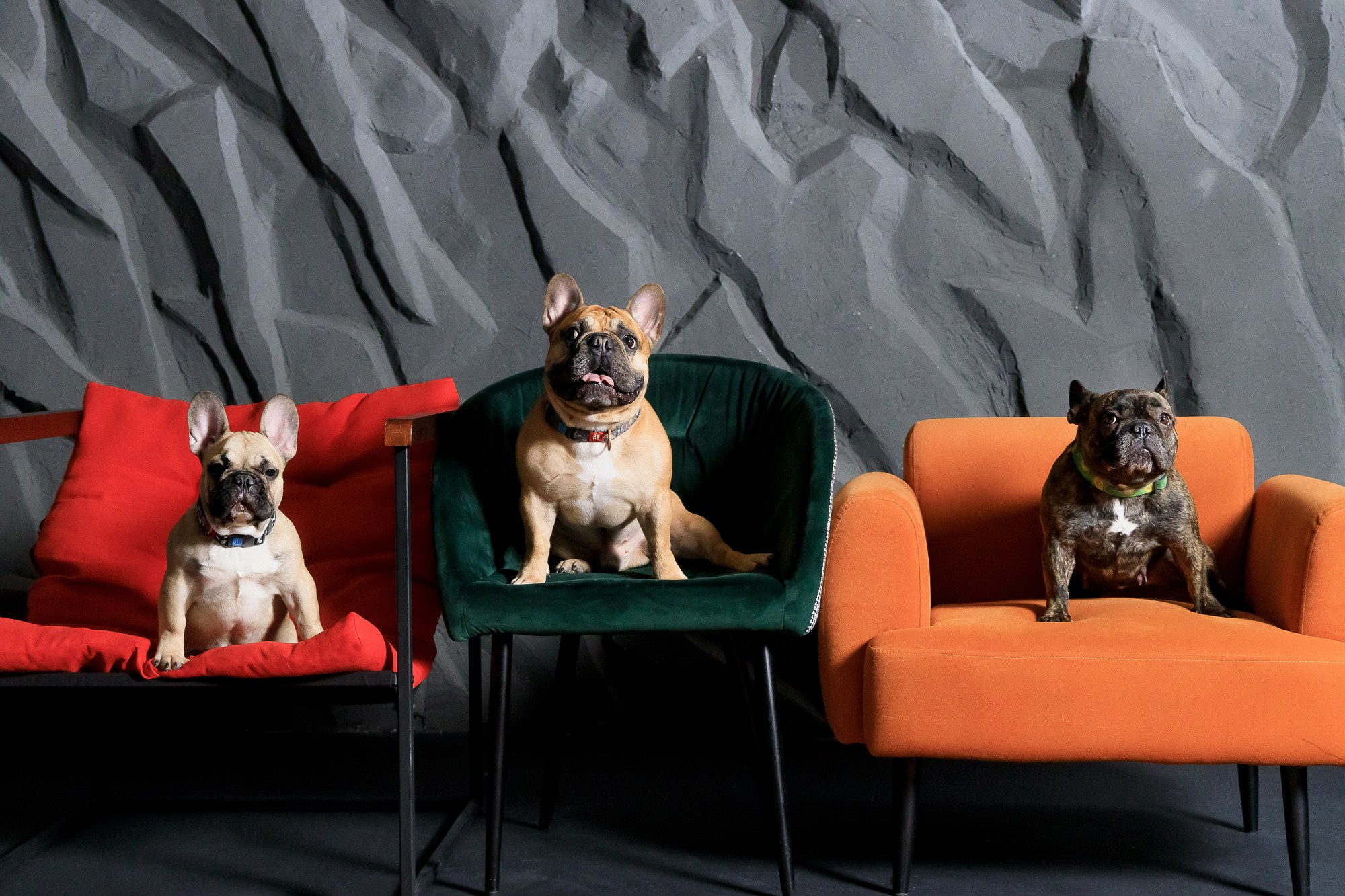 Семейная фотосессия с питомцами в студии. Фотограф в Саратове Ольга Мазлова