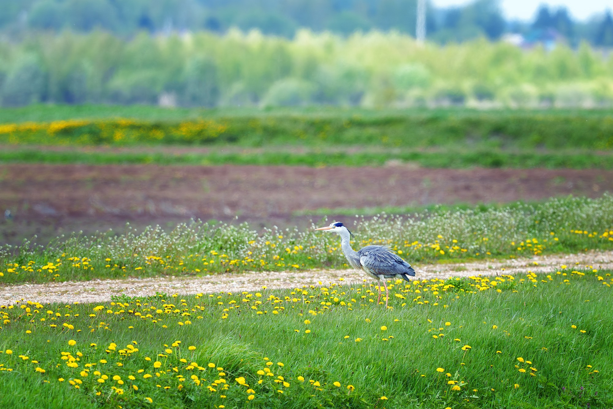 Удивительные мир птиц. Вокруг нас столько прекрасного — присмотритесь!. Ваш личный фотограф Марина Волкова