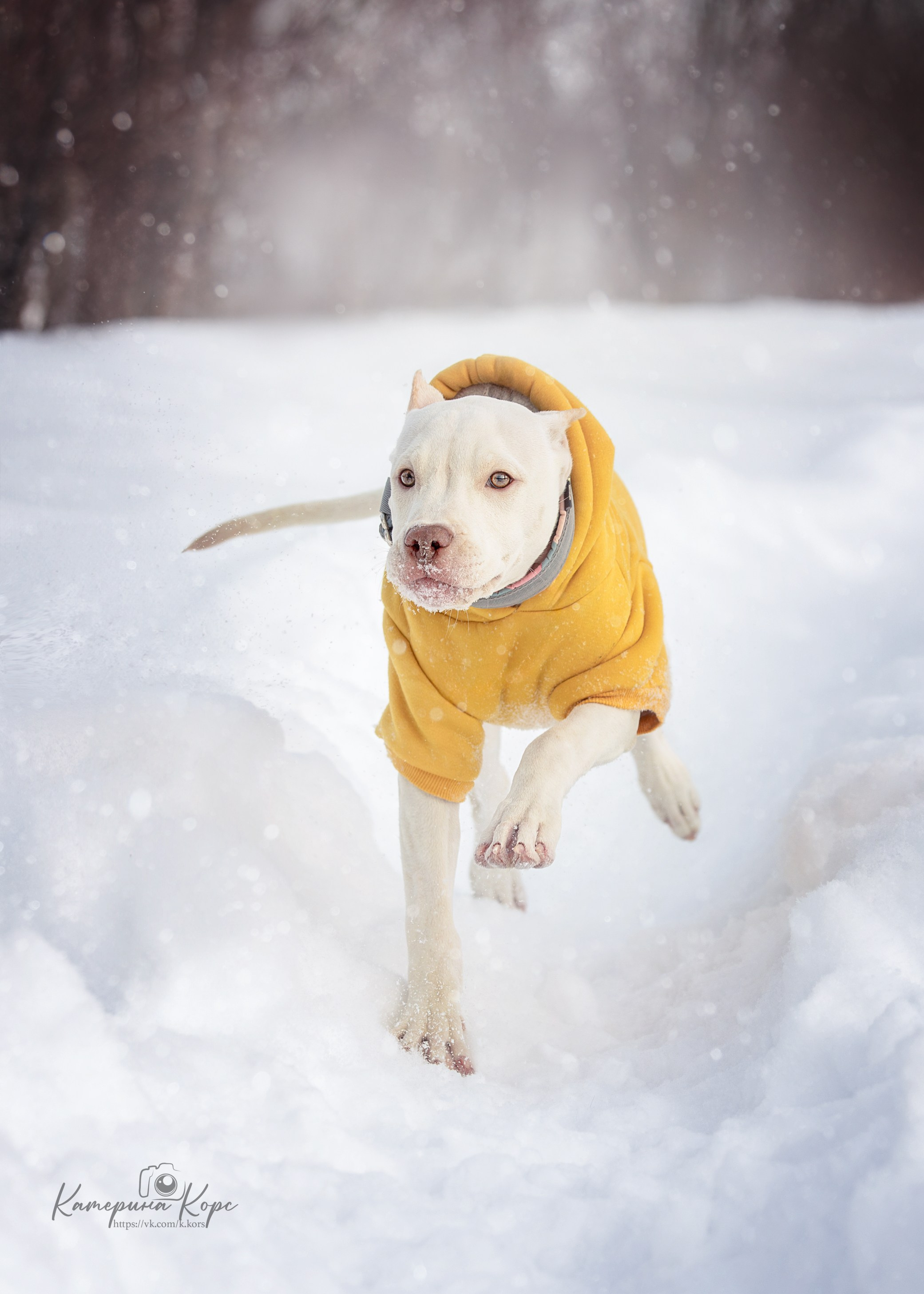 Прогулки. Главная