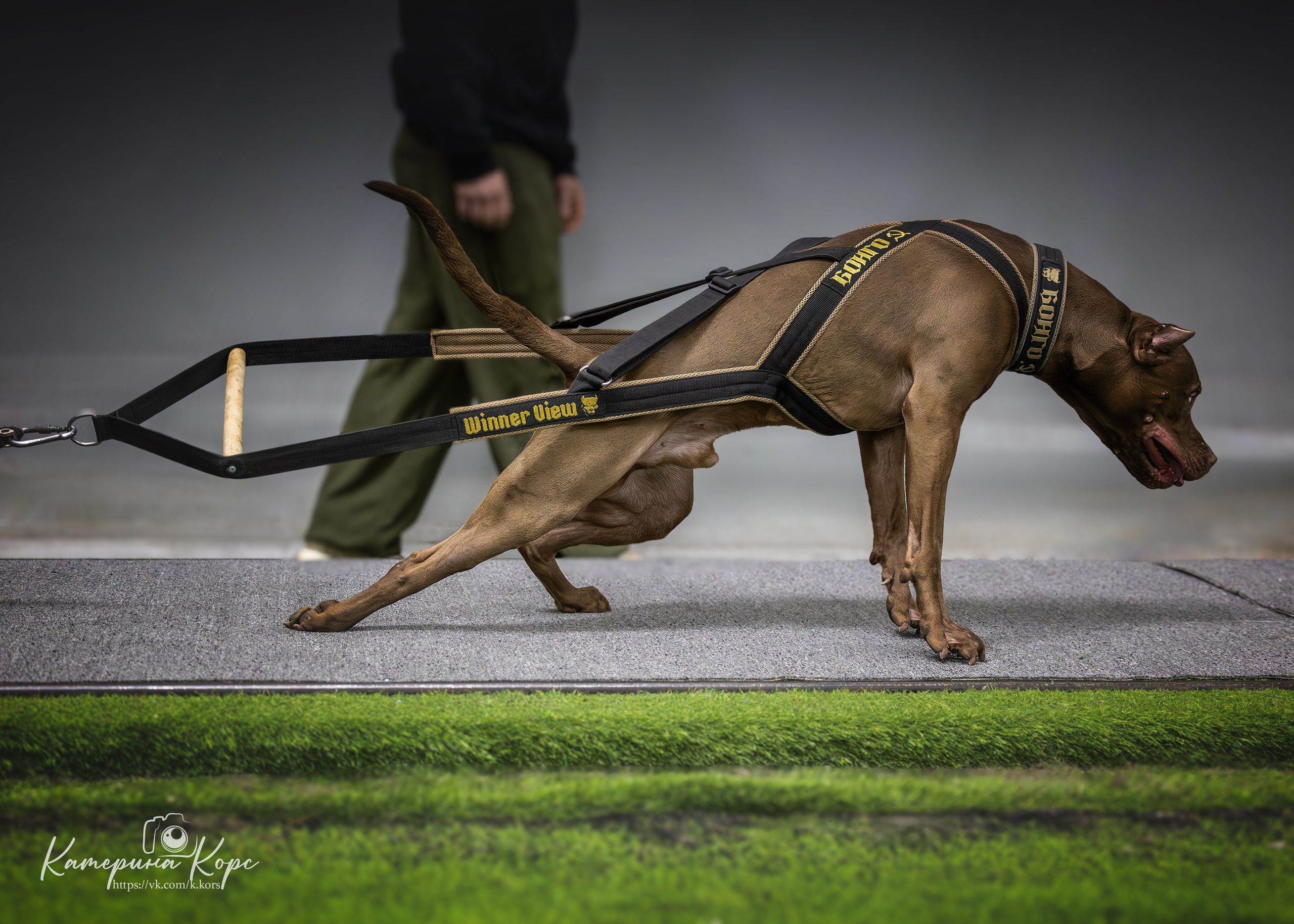 Спорт. Главная