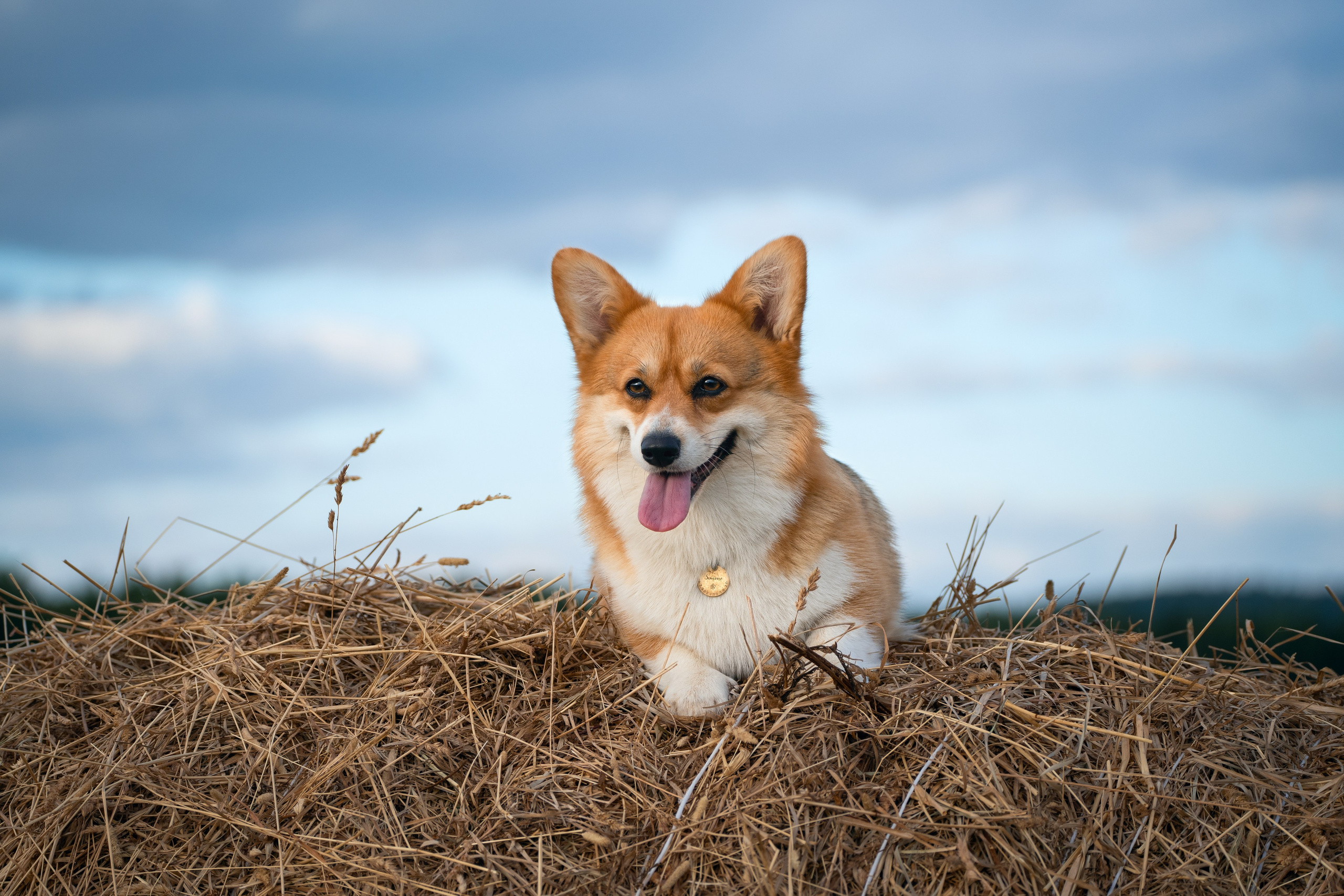 Обо мне. Фотограф-анималист Анастасия Большакова