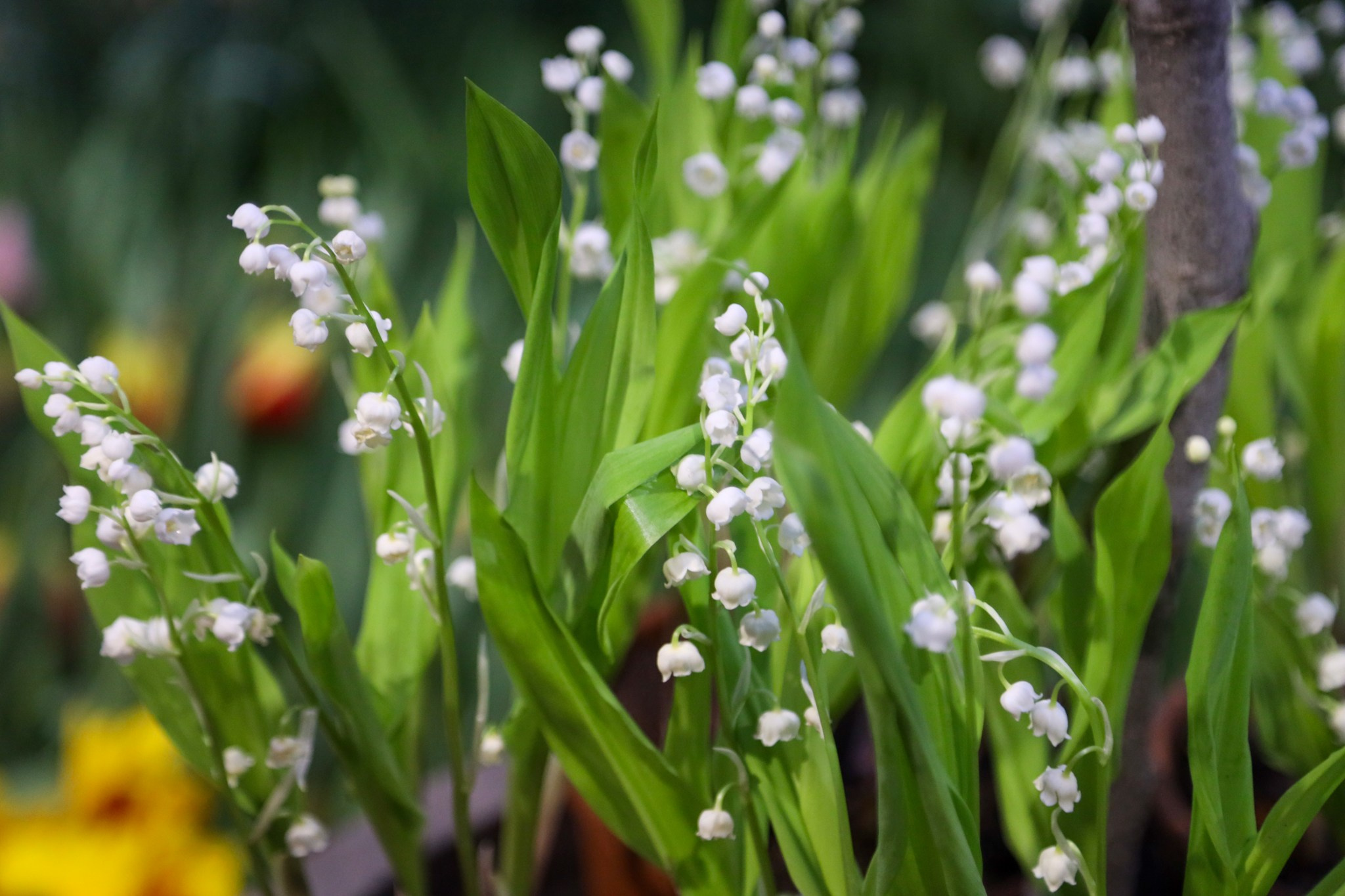 Репетиция весны — февраль 2026