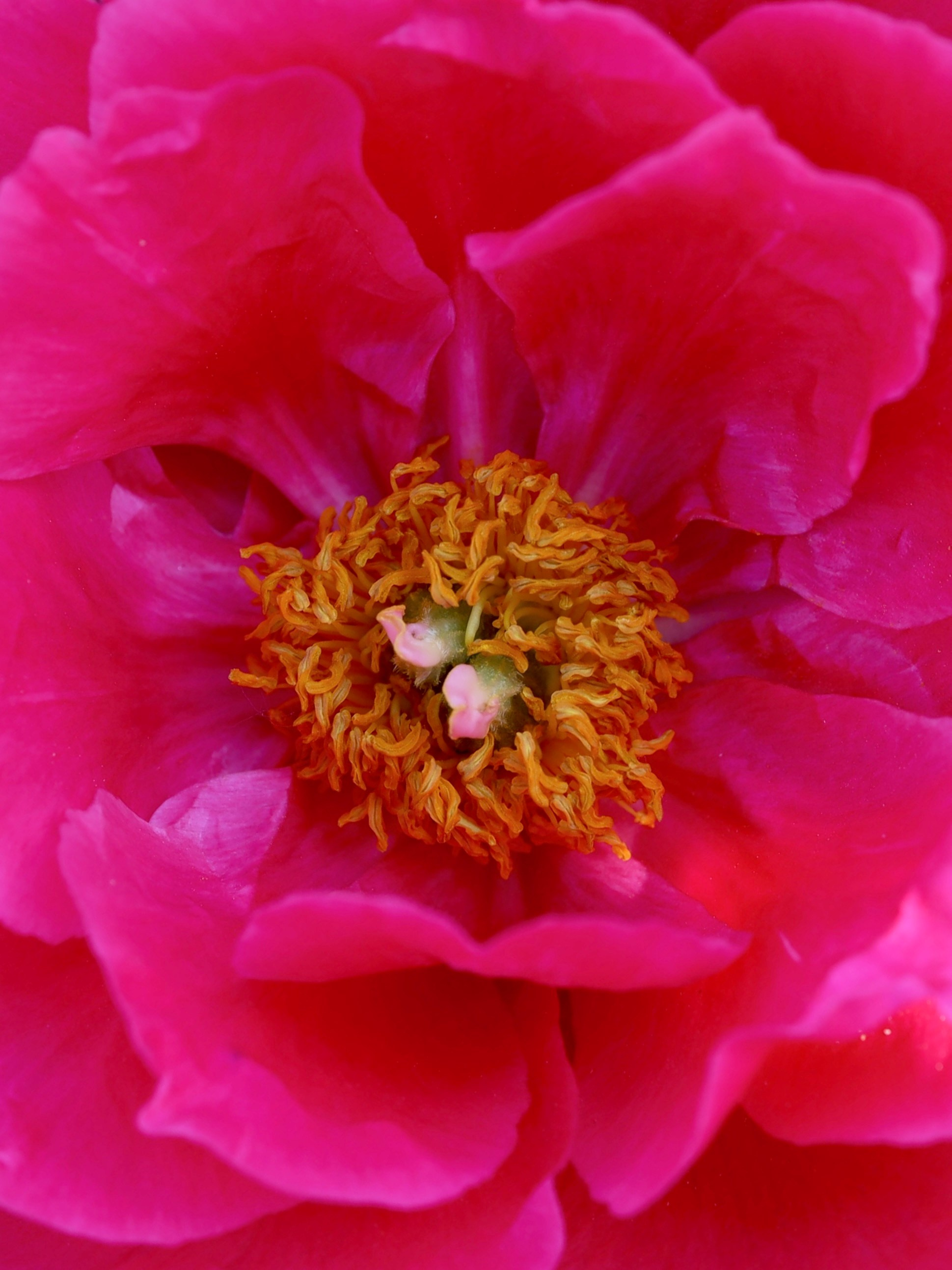 Фестиваль пионов и ирисов в Аптекарском огороде — июнь 2023. Фотосессии и репортаж — Фотограф в Москве — Рина Серёгина