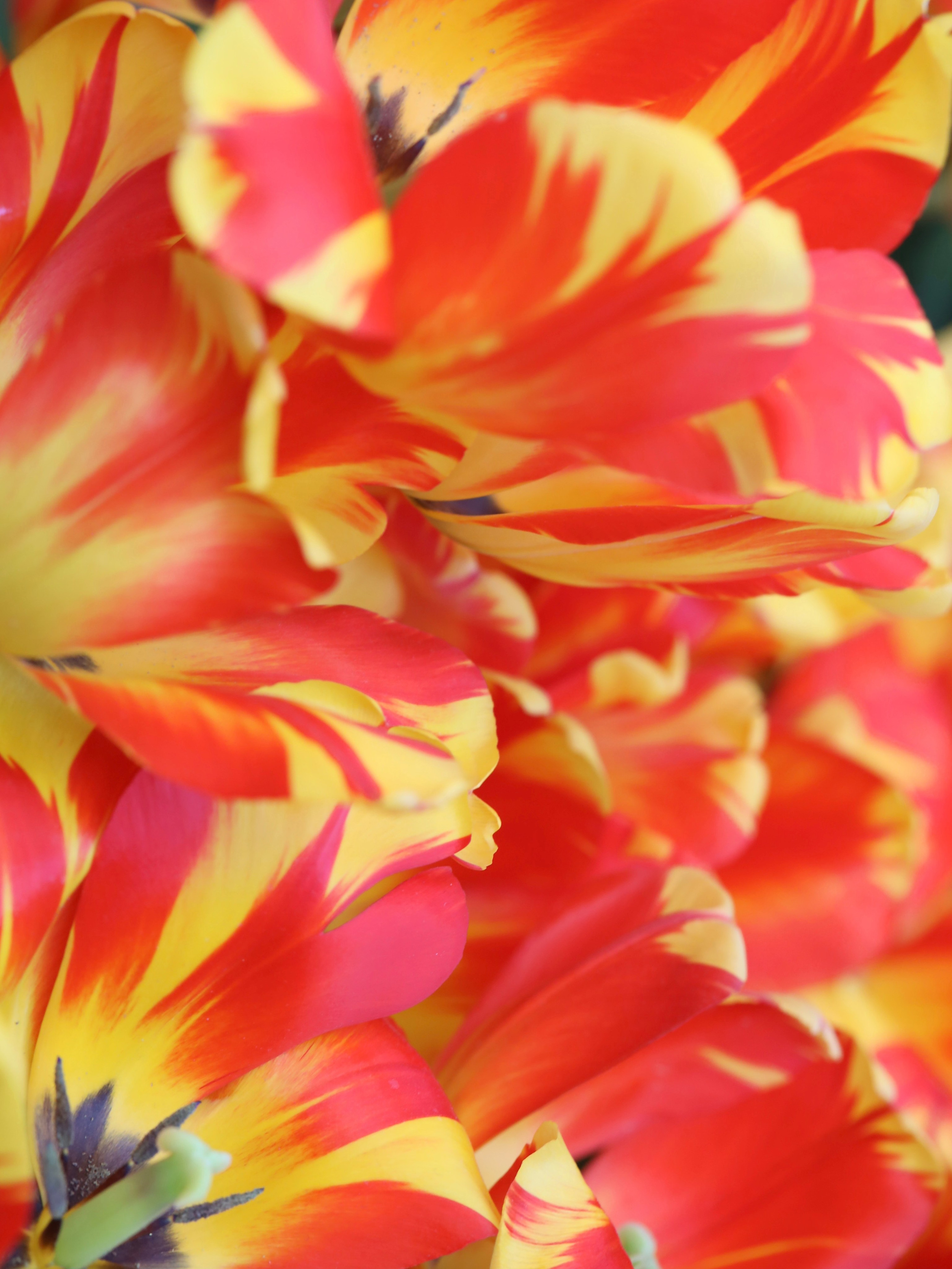 Фотографии весенних цветов. Фотосессии и репортаж — Фотограф в Москве — Рина Серёгина