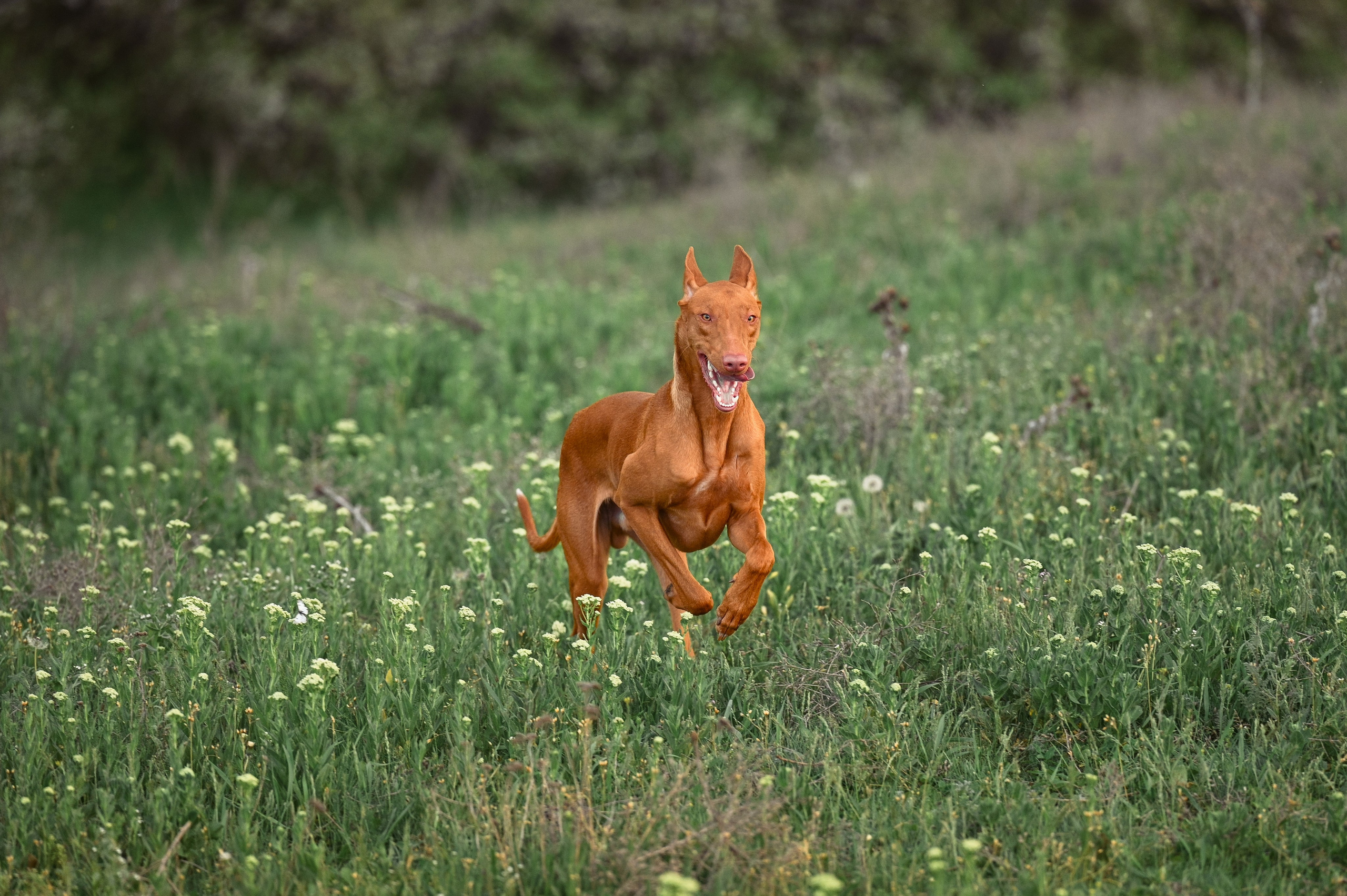 Фараонова собака Ромарио. Фотограф в Ростове —на — Дону