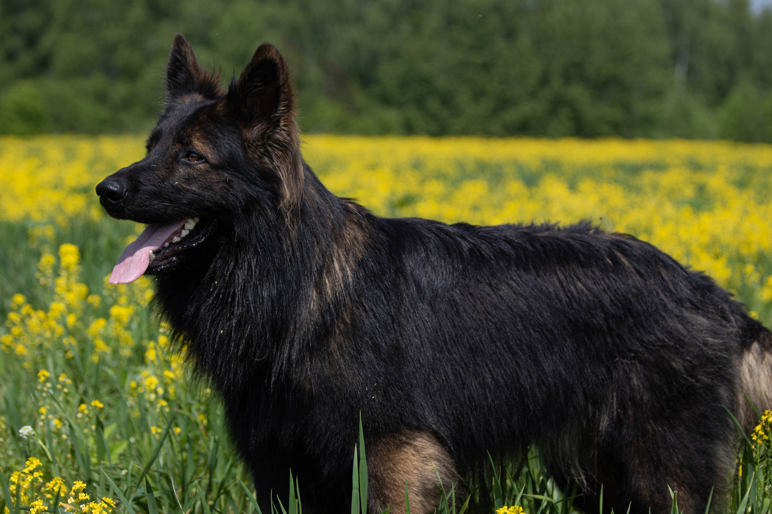 Фотосессия с животными. Фотограф анималист — Тула, Москва