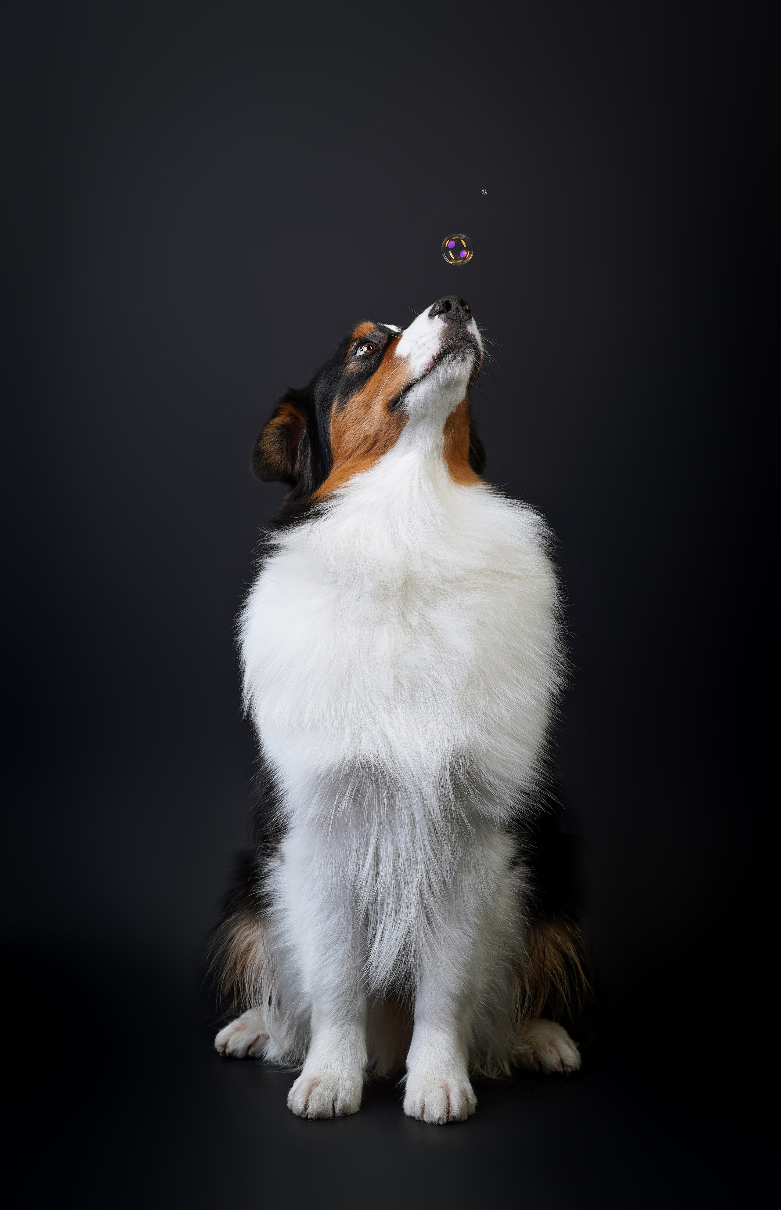 Аусси Бэст. Фотограф-анималист в Санкт-Петербурге Яна Мартынова