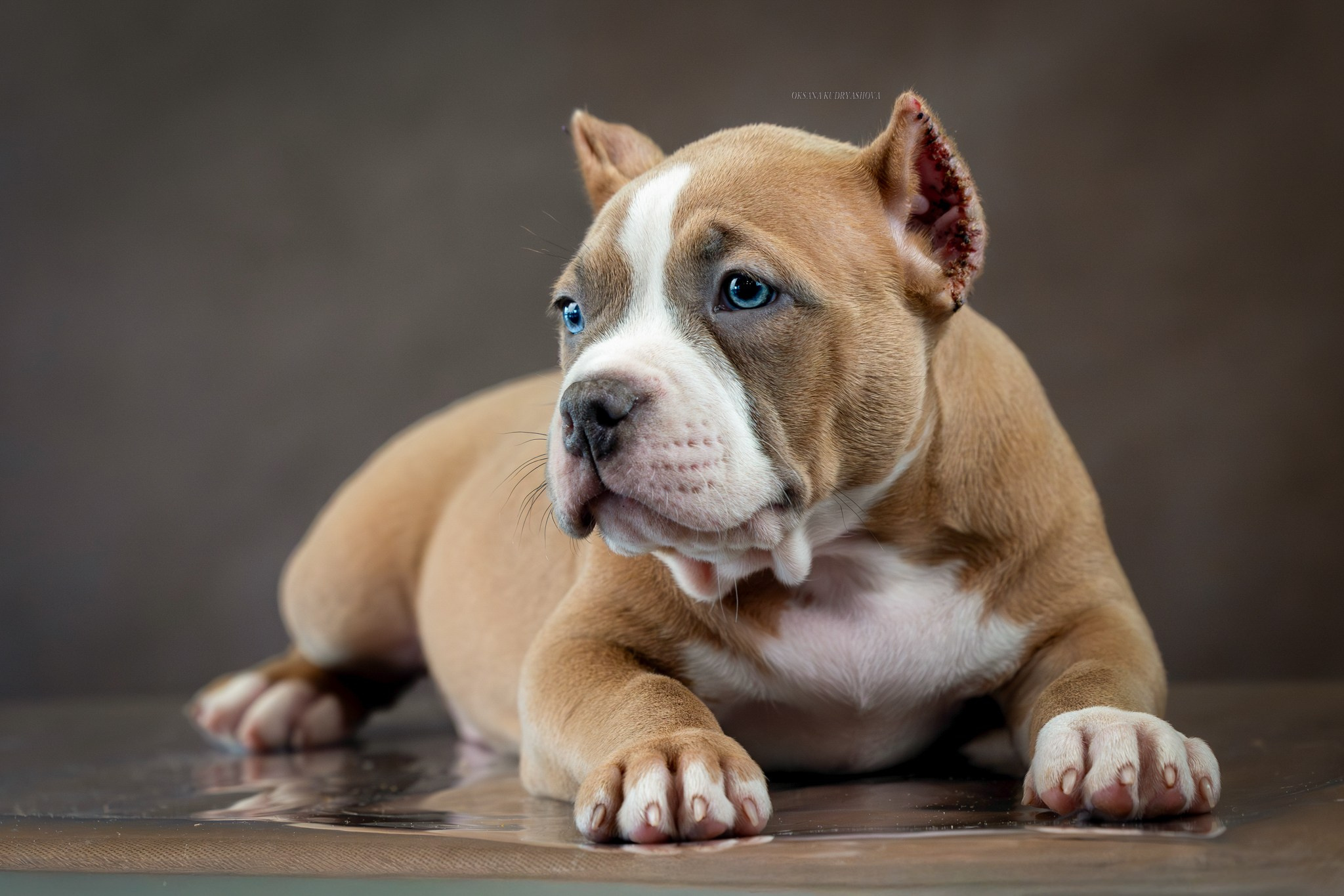 Американский булли!. Фотограф 📸 анималист, предметный, репортажный