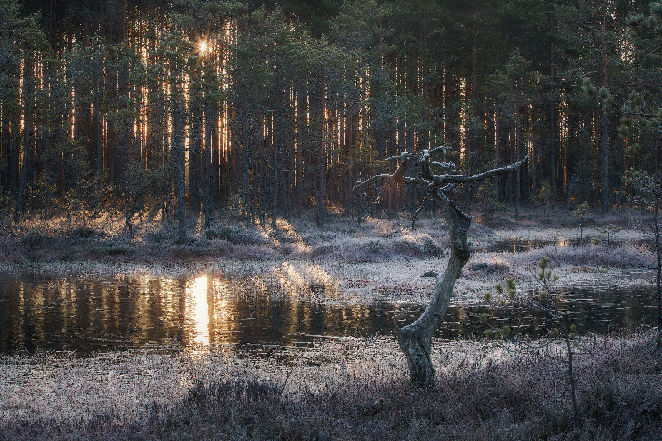 Озерно — болотные заповедники. Красота природы. Фотограф Кононов Антон