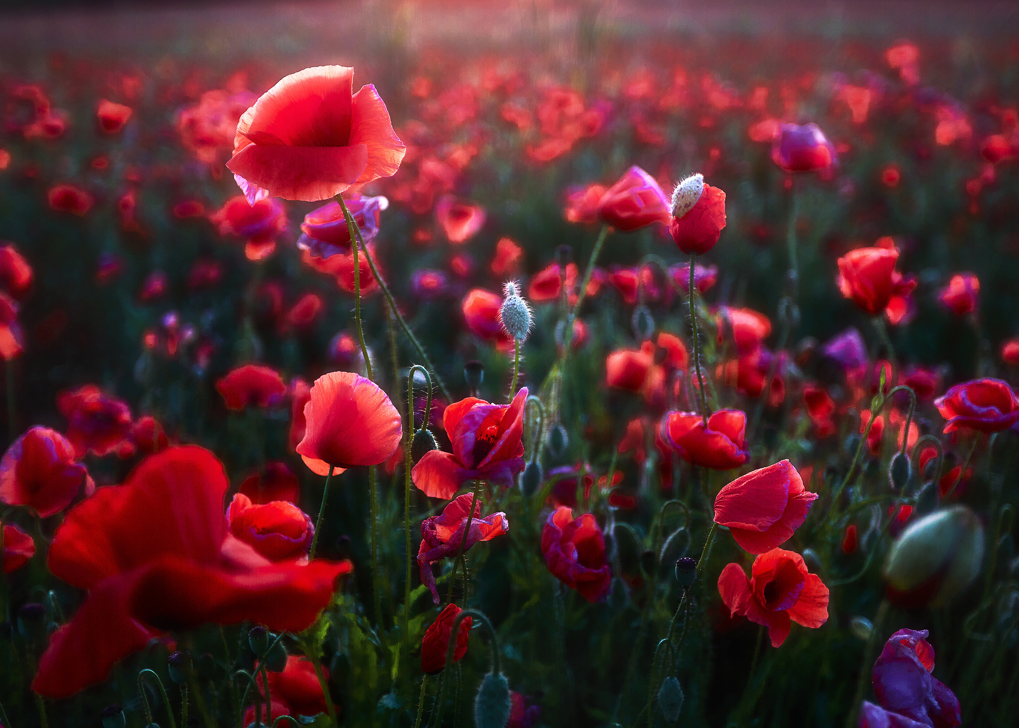 Красота природы. Фотограф Кононов Антон