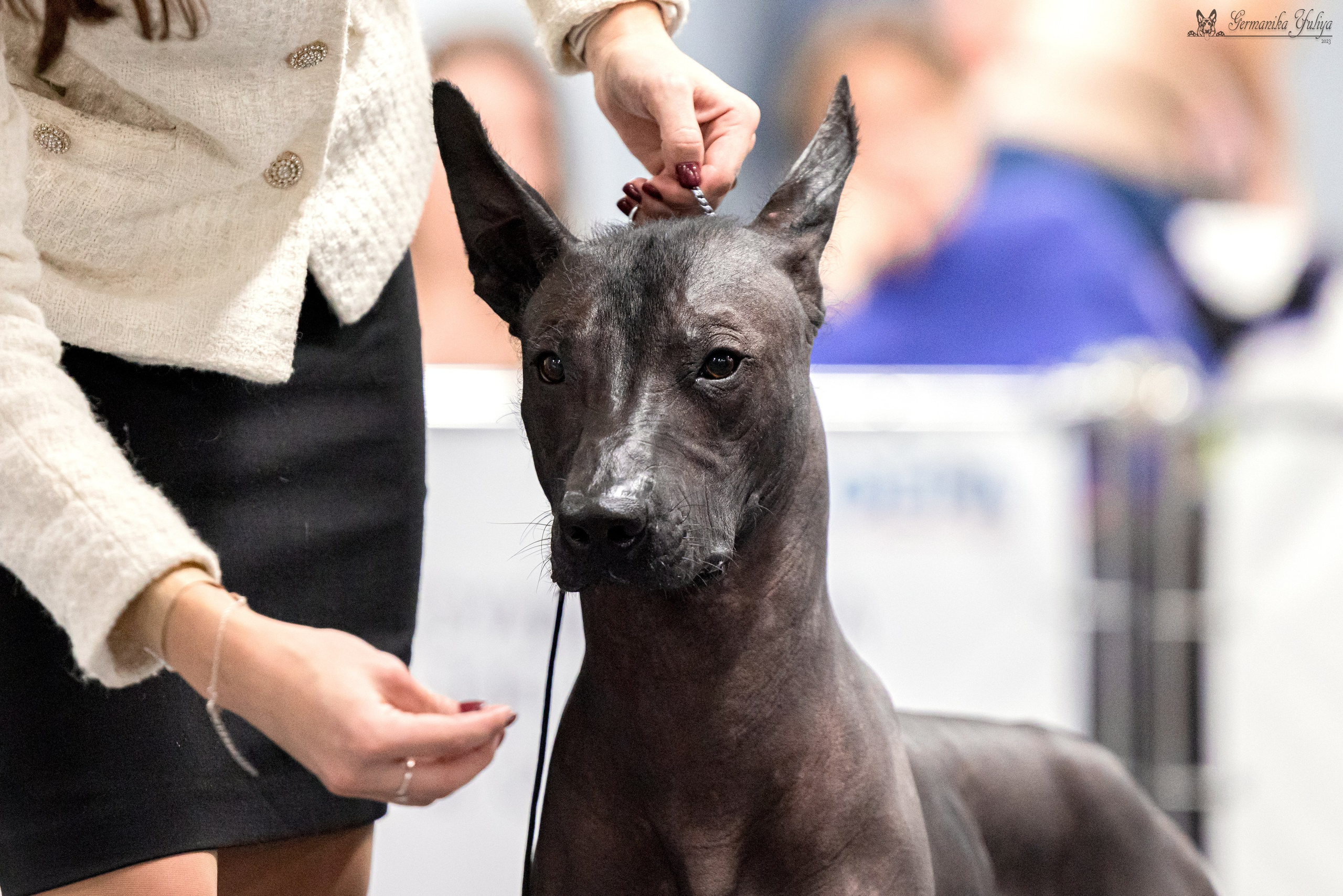 Сфера 29.10,Крокус 4.11,Сфера 12.11.2023. Фотограф-анималист Юлия Германика