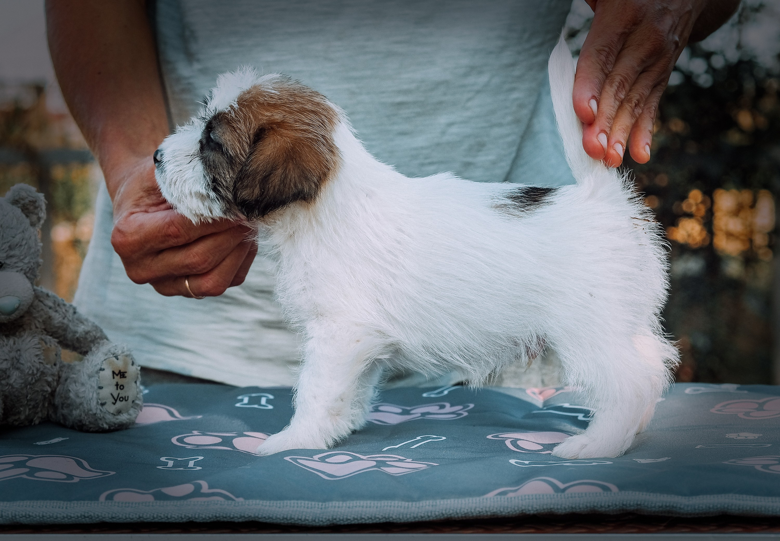 Щенок кобель ДРТ. КАНЕ МАЭСТРО — питомник Джек рассел терьеров