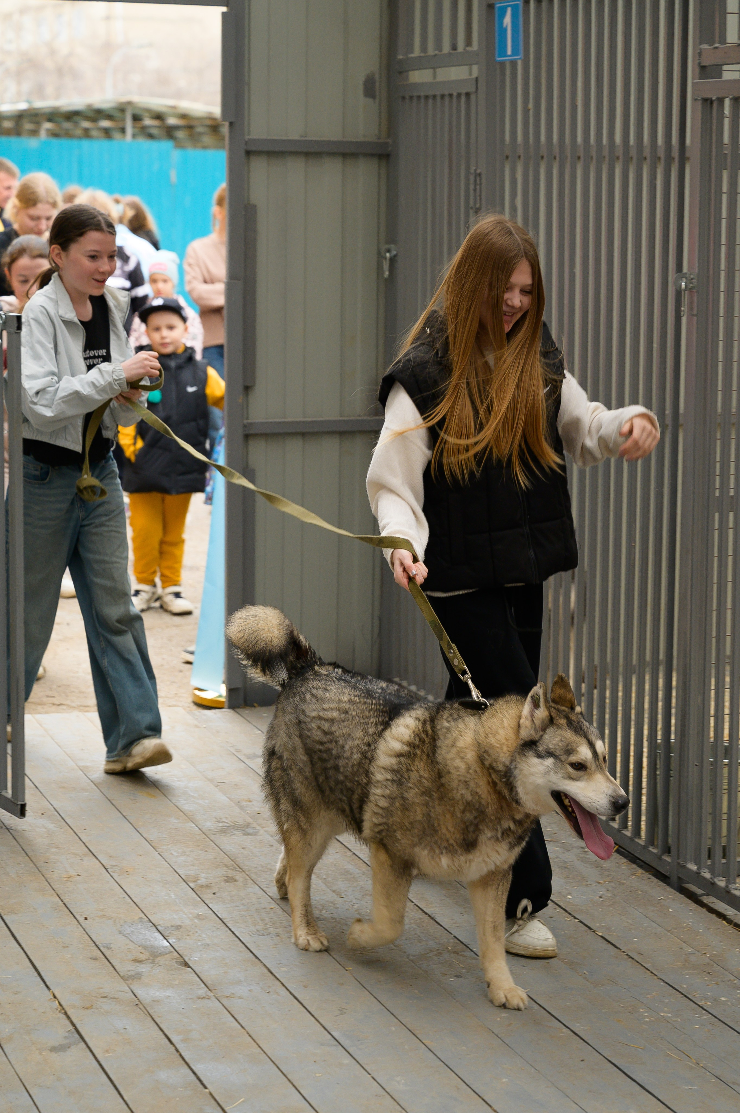 Открытие приюта для собак породы Хаски «Хаски дом»