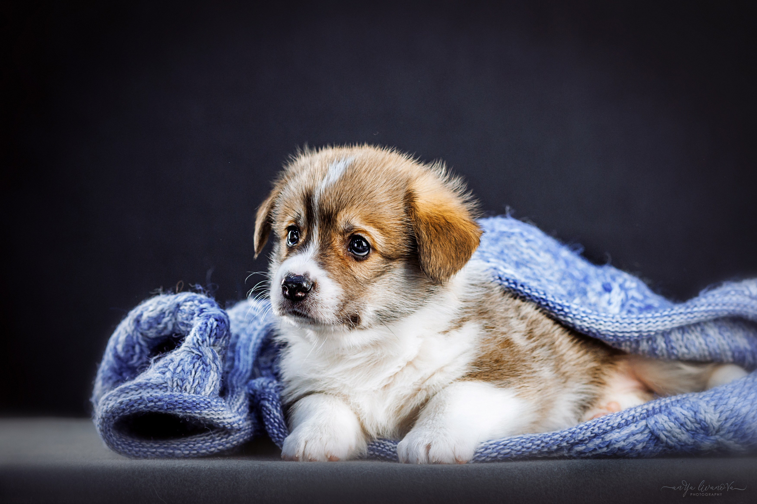 Коржики. Фотограф анималист Аня Ливанова | Рыбинск