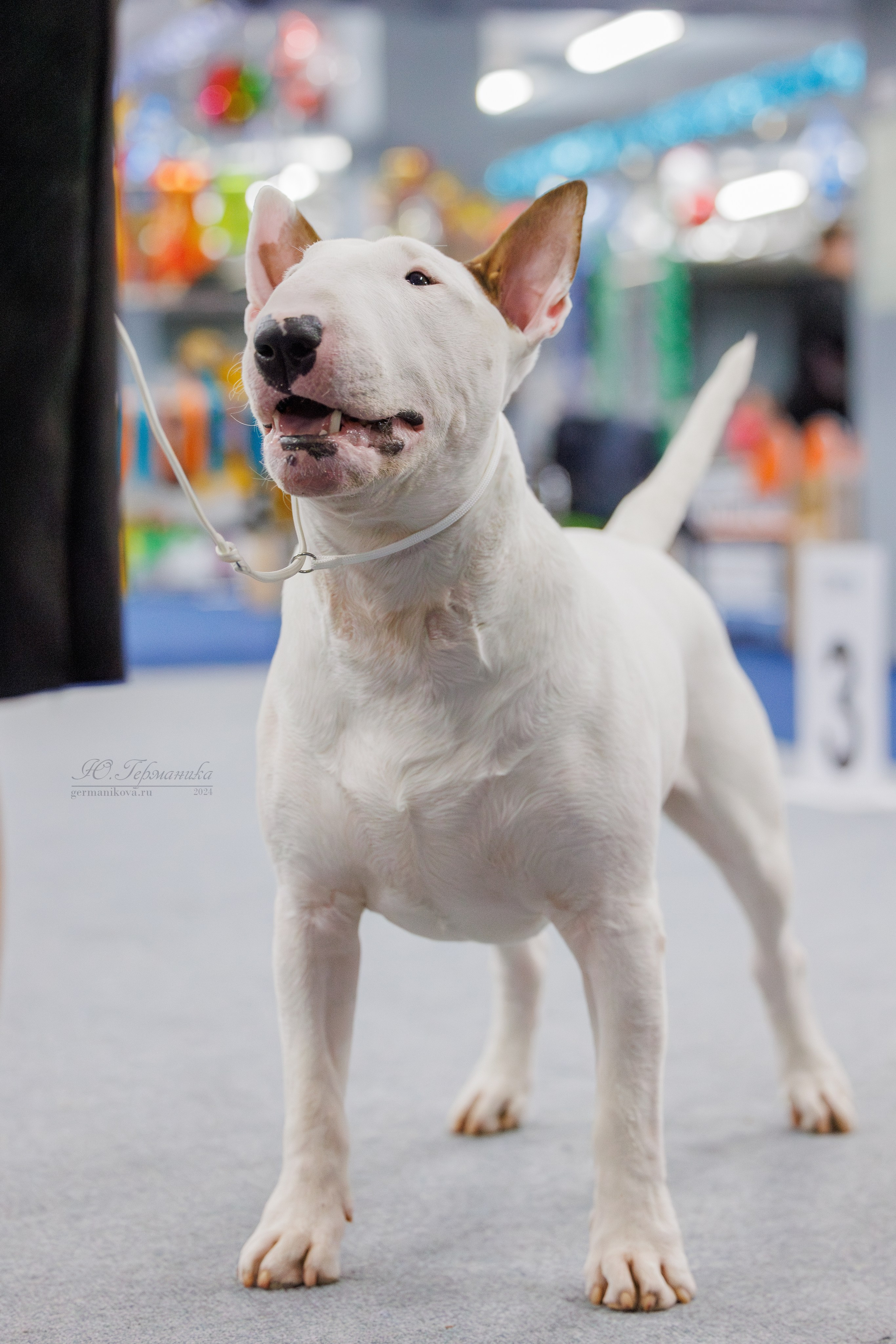 Крокус 21.12.2024,Сфера 29.12.2024. Фотограф-анималист Юлия Германика