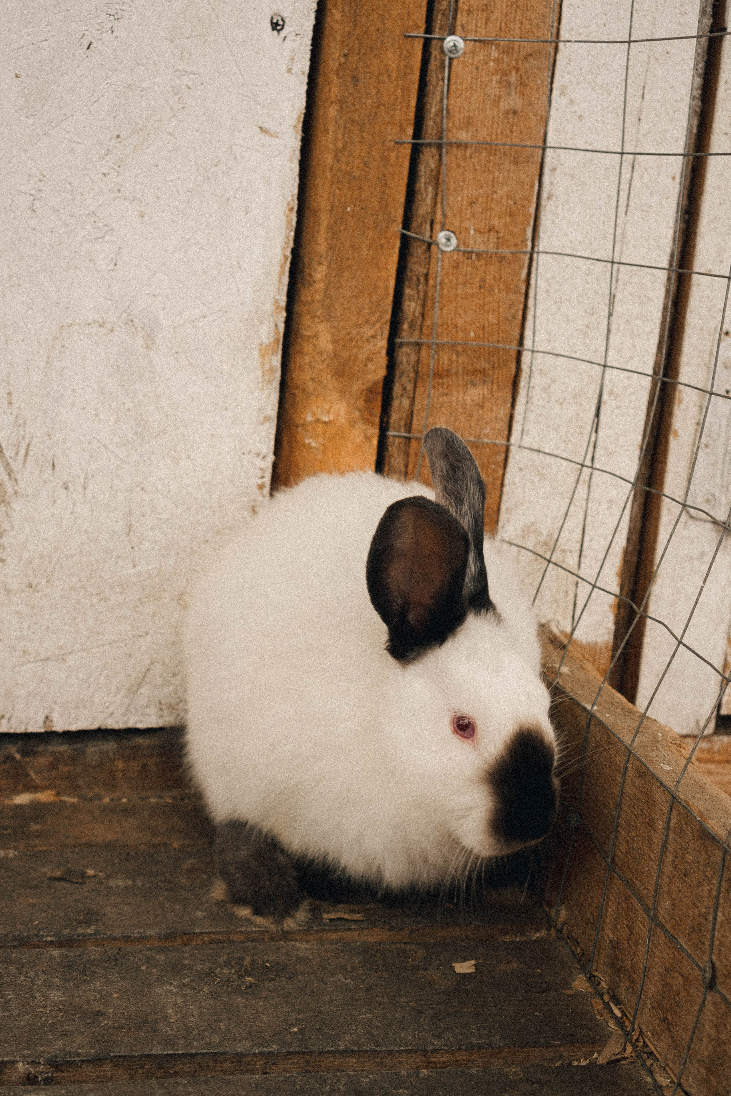 Ферма Альпак. Профессиональный фотограф, Санкт-Петербург — Виктория Богомолова