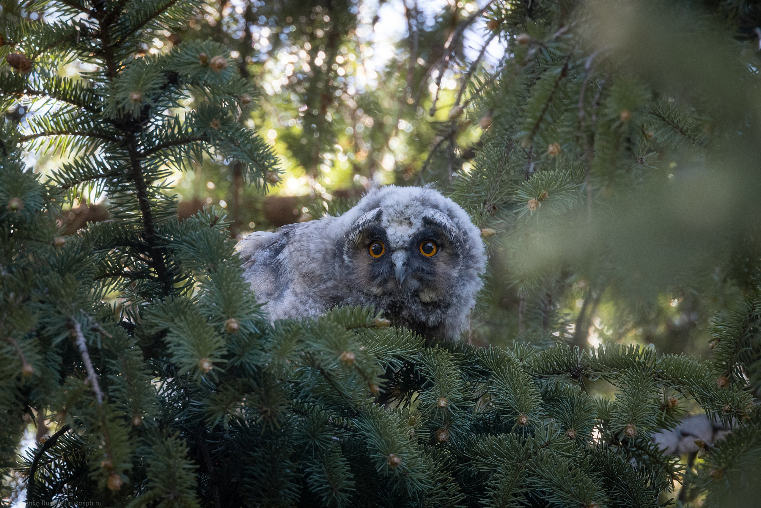 Ушастая сова. Архитектурный и пейзажный фотограф Кондратенко Руслан, Санкт-Петербург