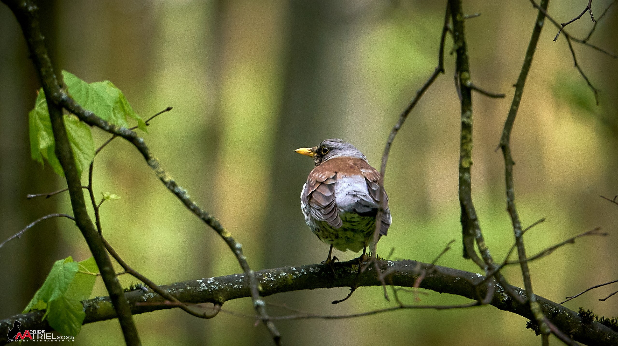 Съемка в майском лесу