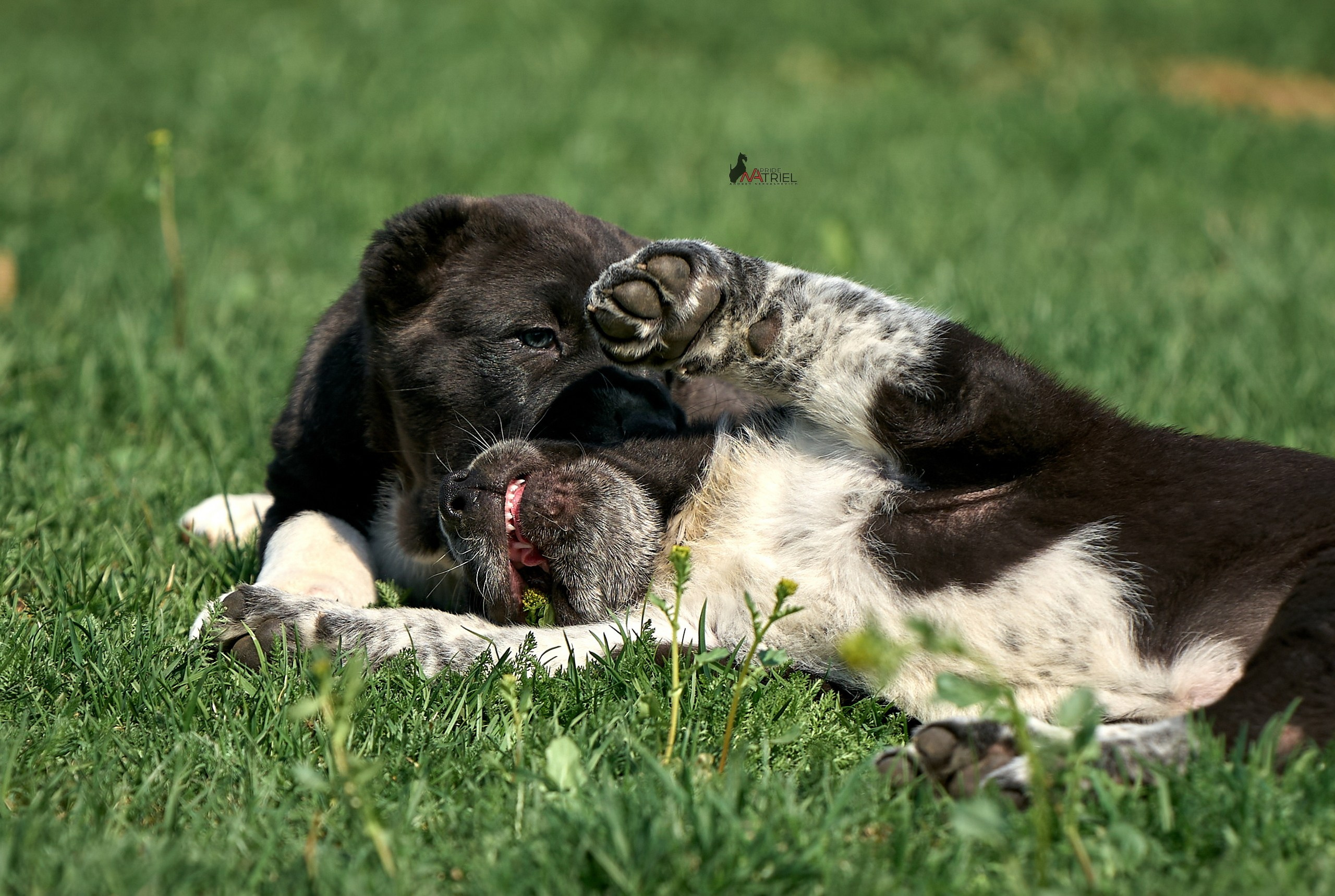 Среднеазиаты — щенки и взрослые