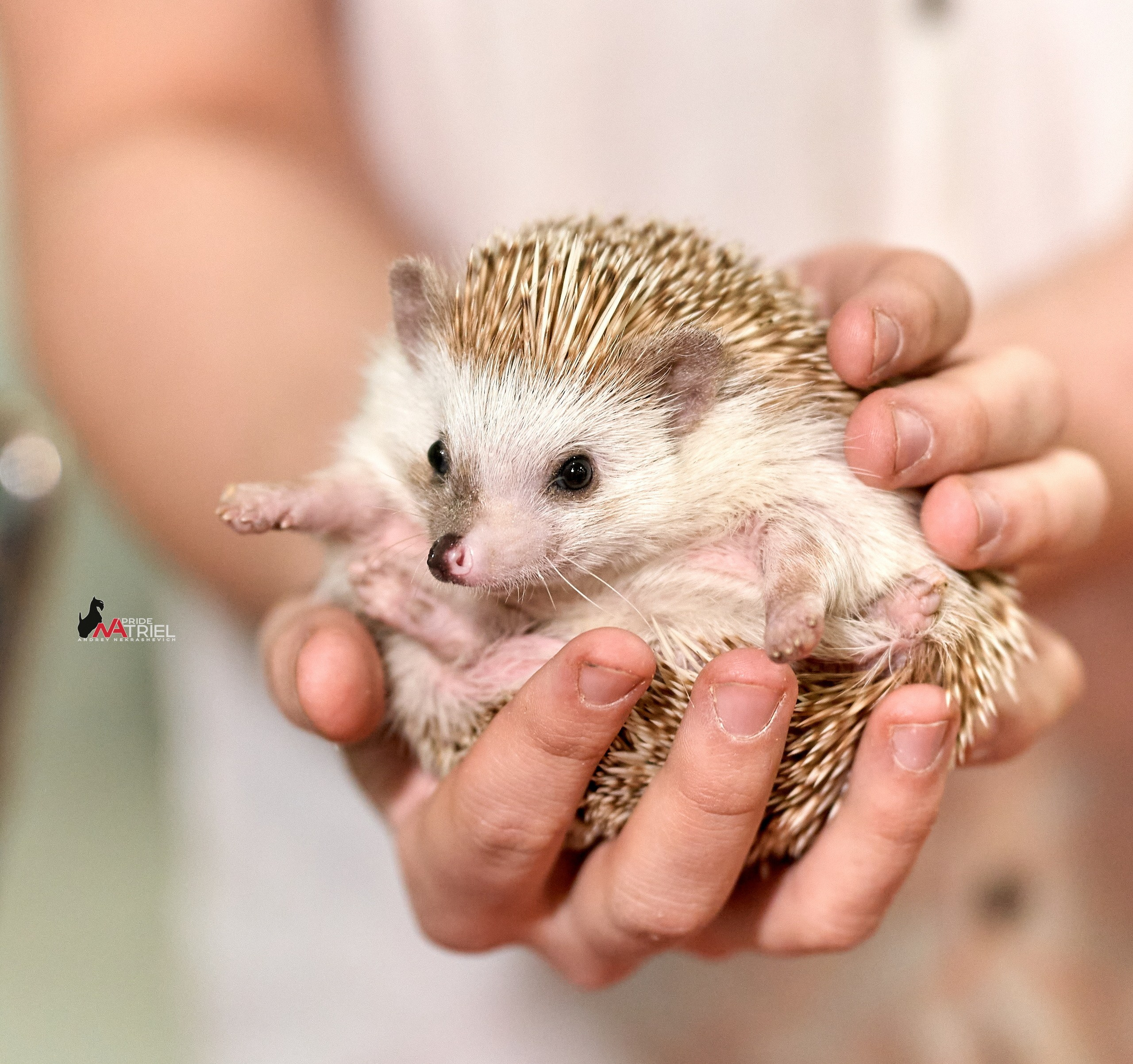 Выставки животных — галерея NATRIEL