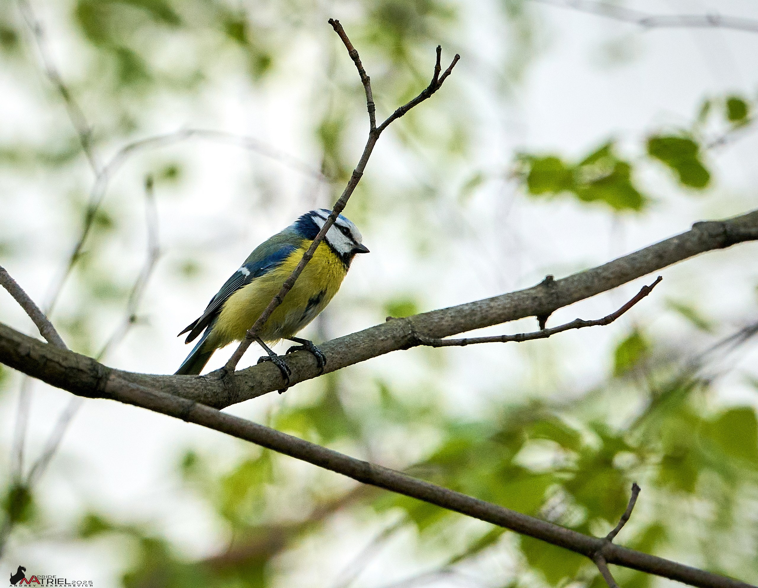 Природа в апреле. Всё в цветении!
