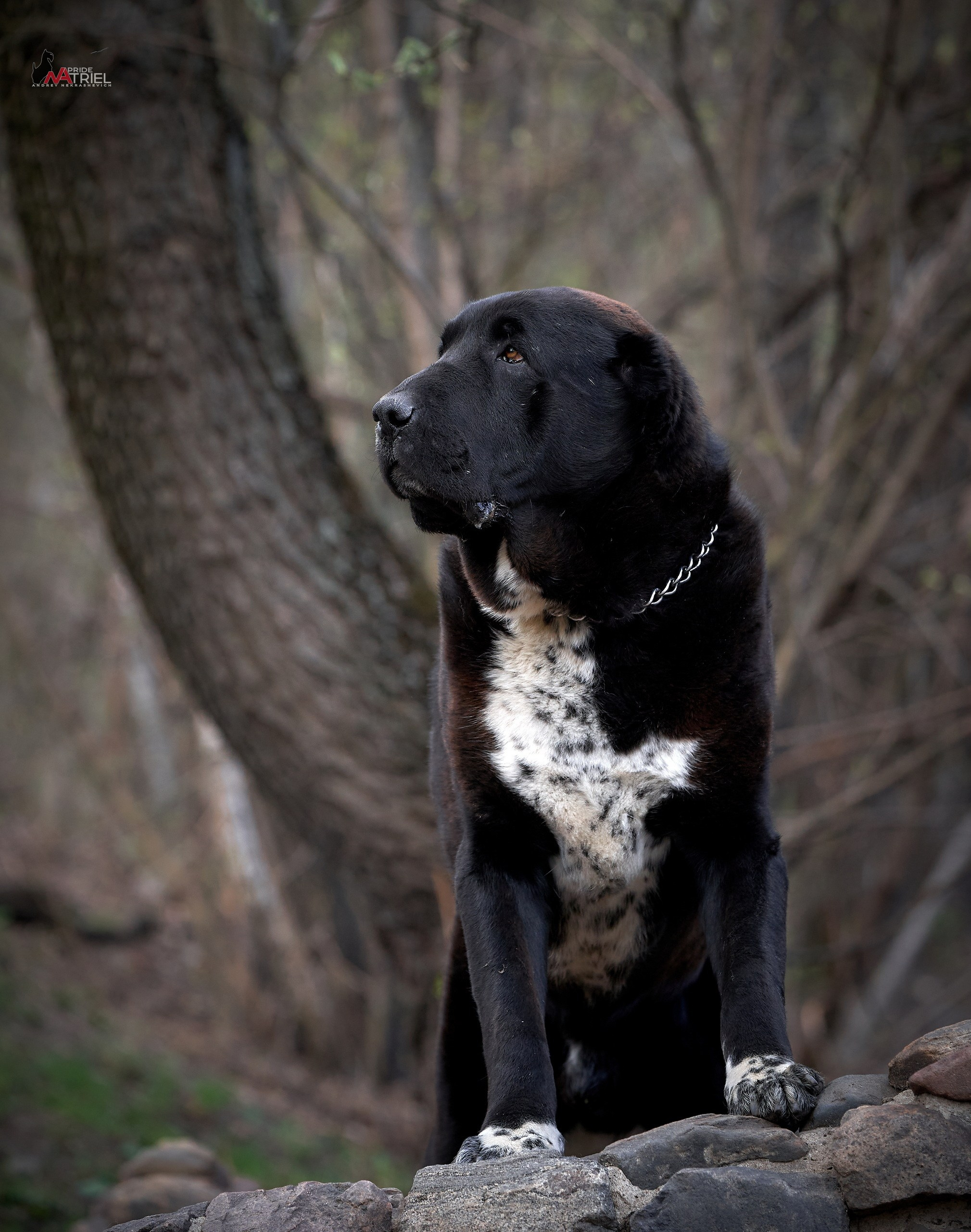 Портреты собак — галерея NATRIEL