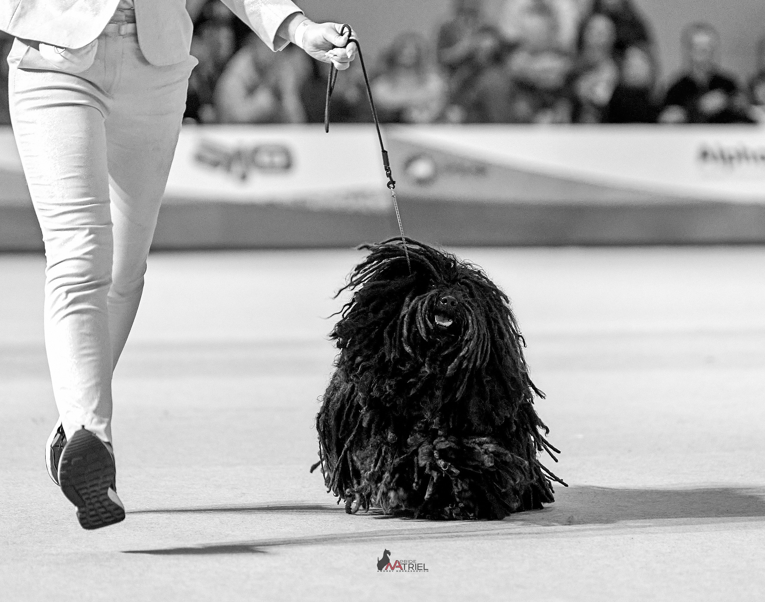 Работа в рингах — галерея NATRIEL