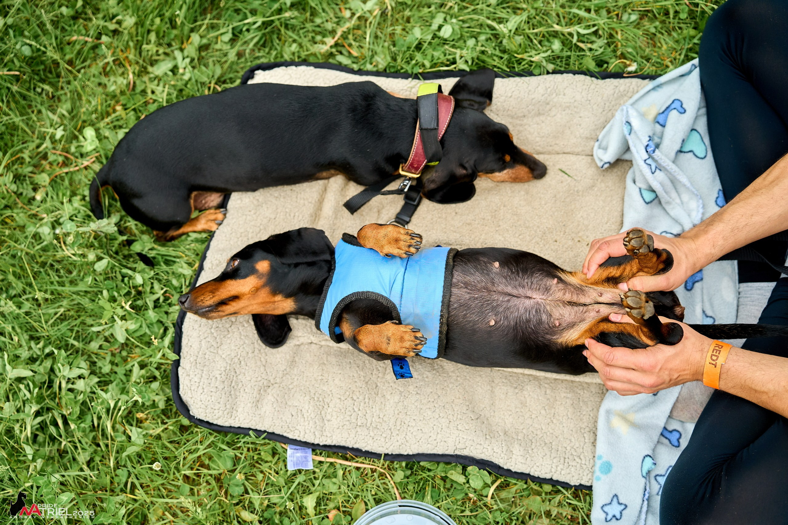 Russian Extreme Dog Trail — 2025