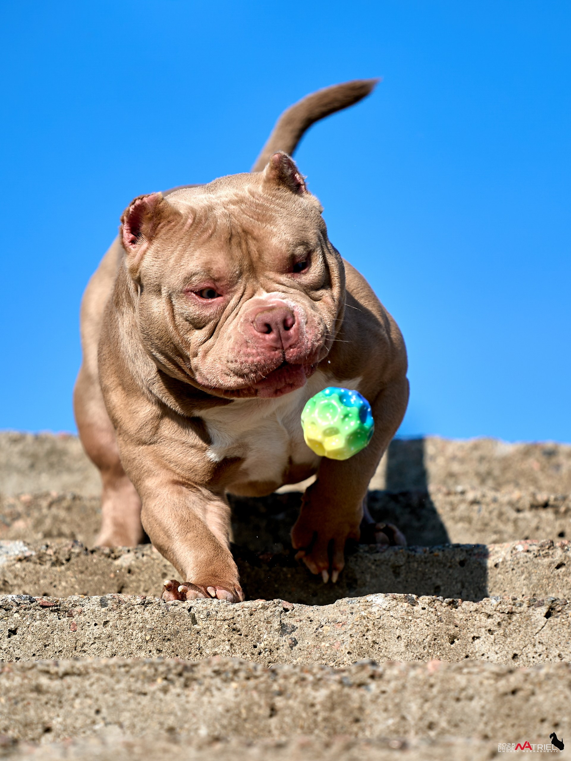 Съемка собак породы булли на природе