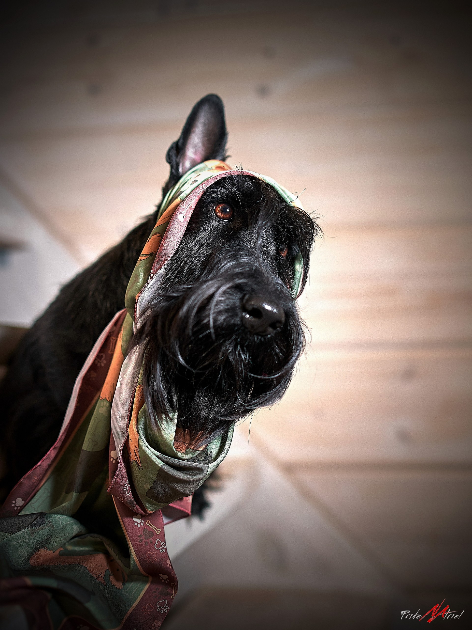 Портреты собак — галерея NATRIEL