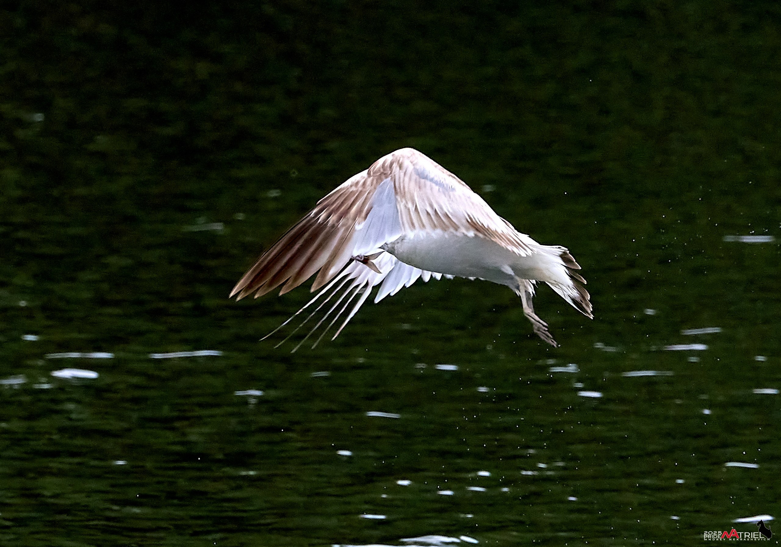 Съемка в парке на воде