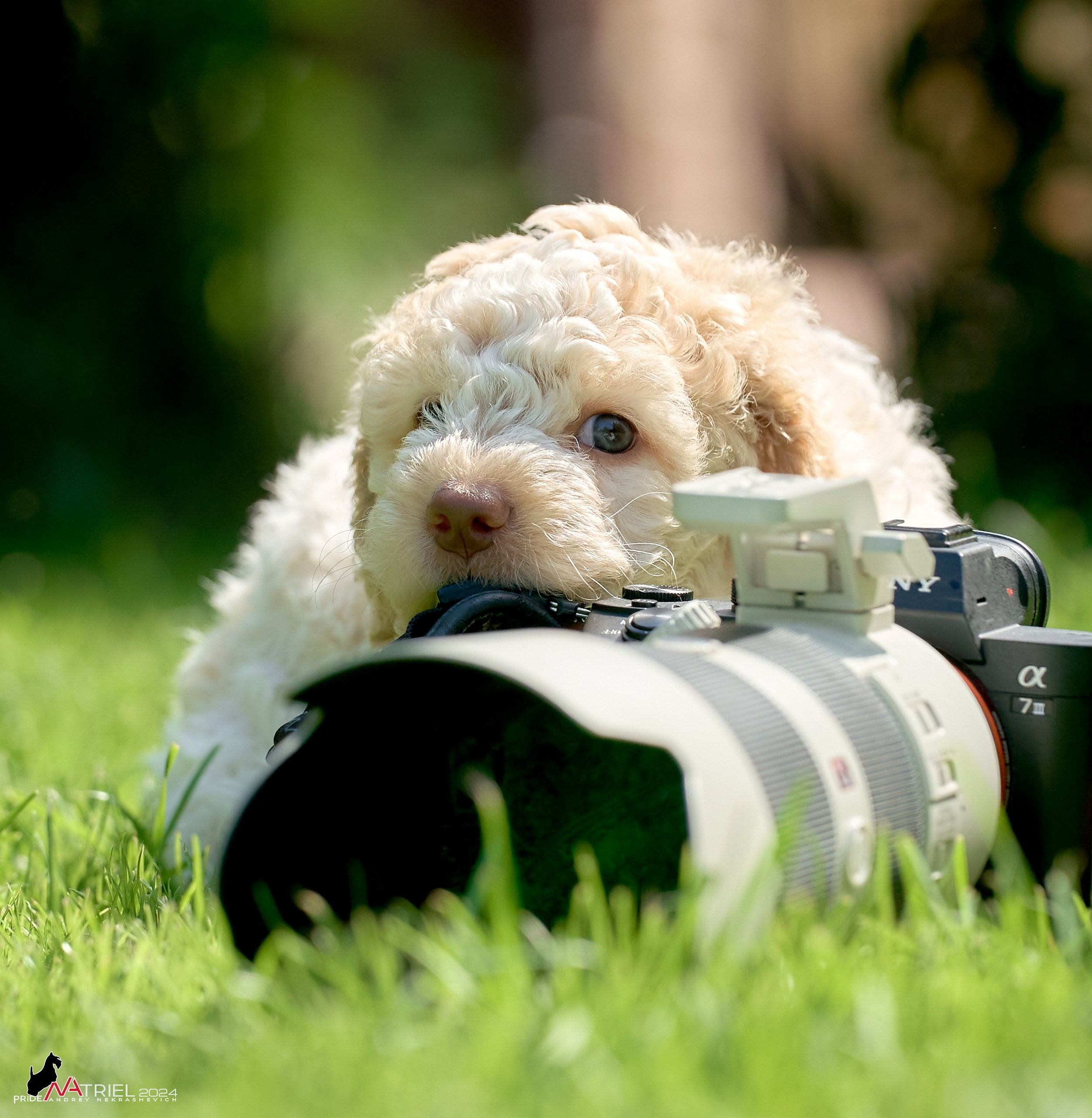 Съемка щенков лаготто