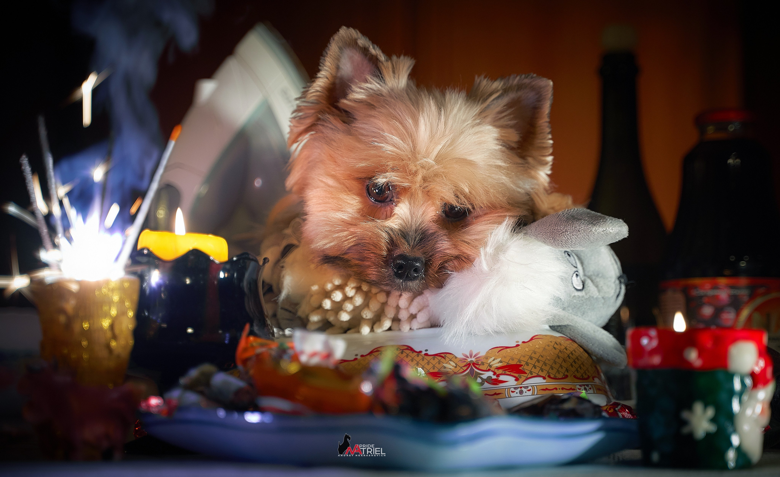 Йоркширский терьер Циля