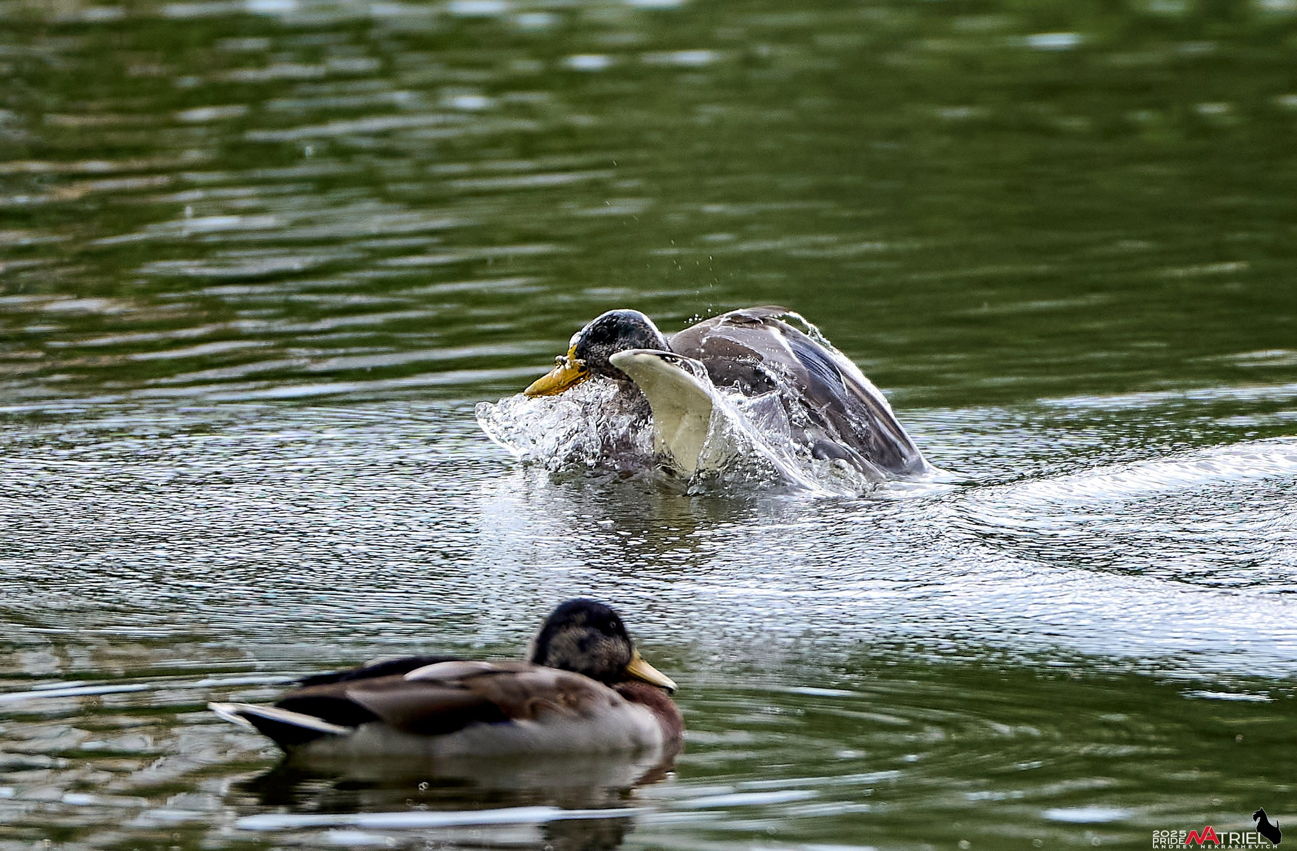 Утки на пруду
