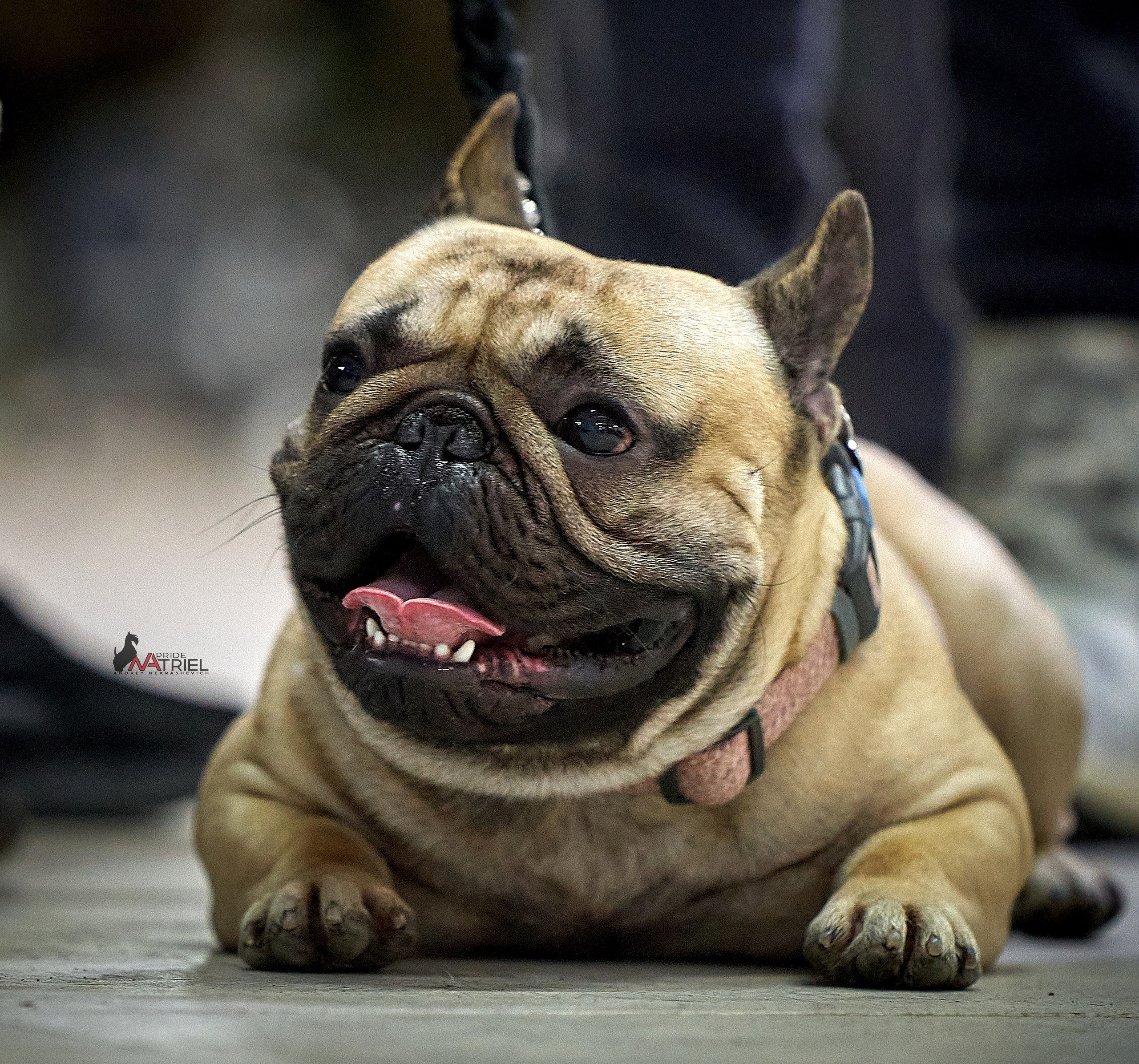 Портреты собак — галерея NATRIEL