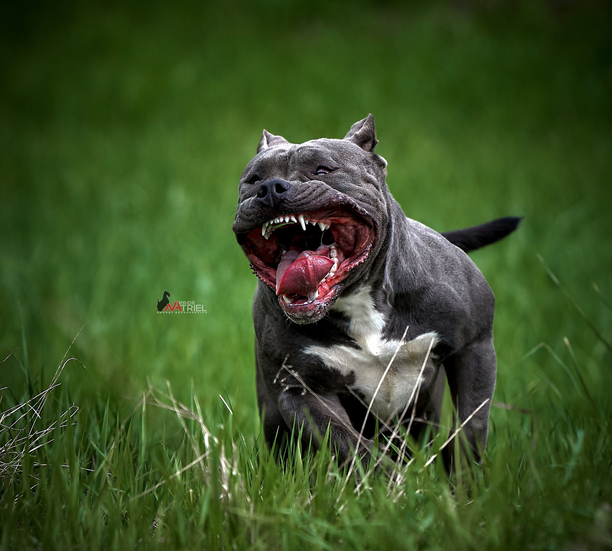 Портреты собак — галерея NATRIEL