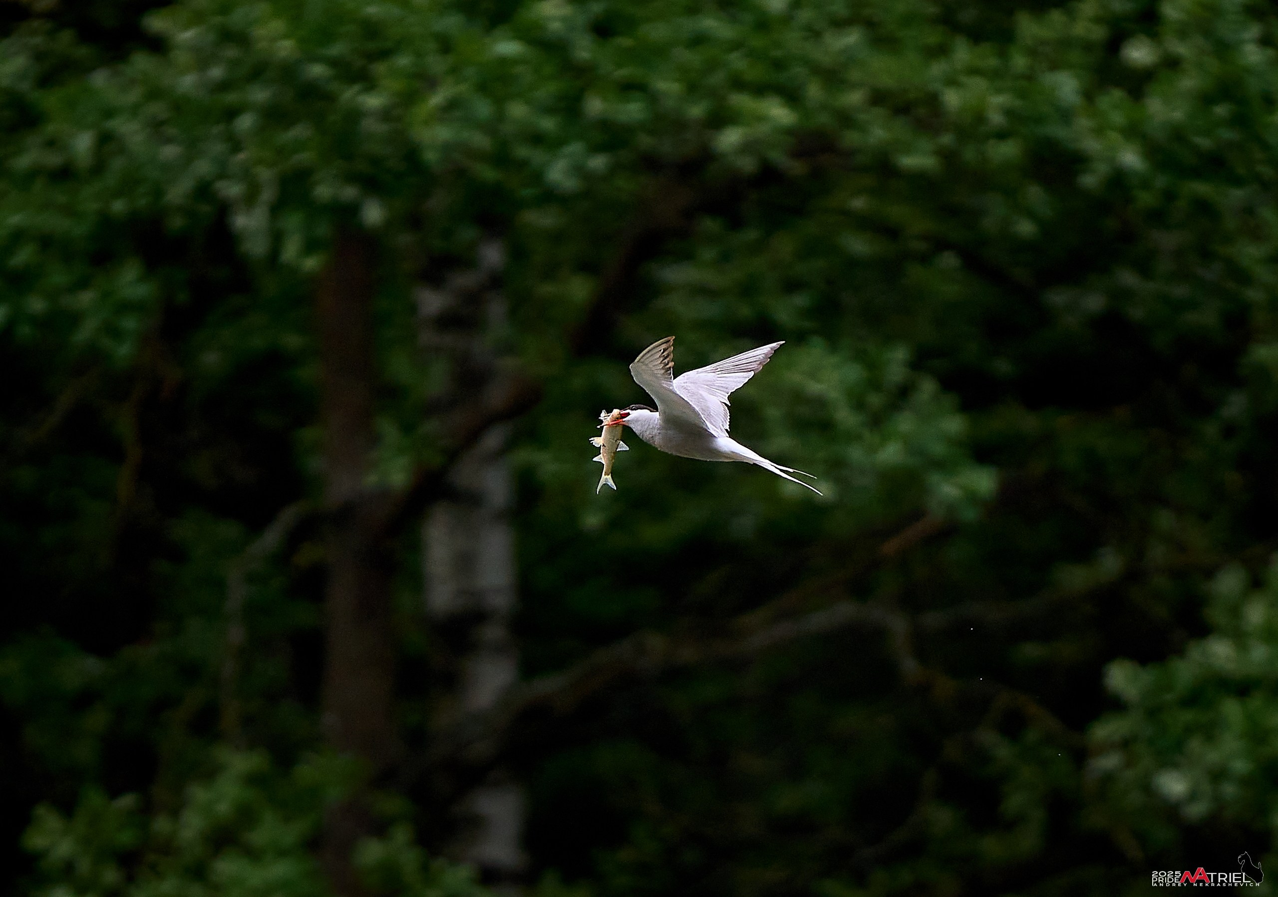 Съемка в парке на воде