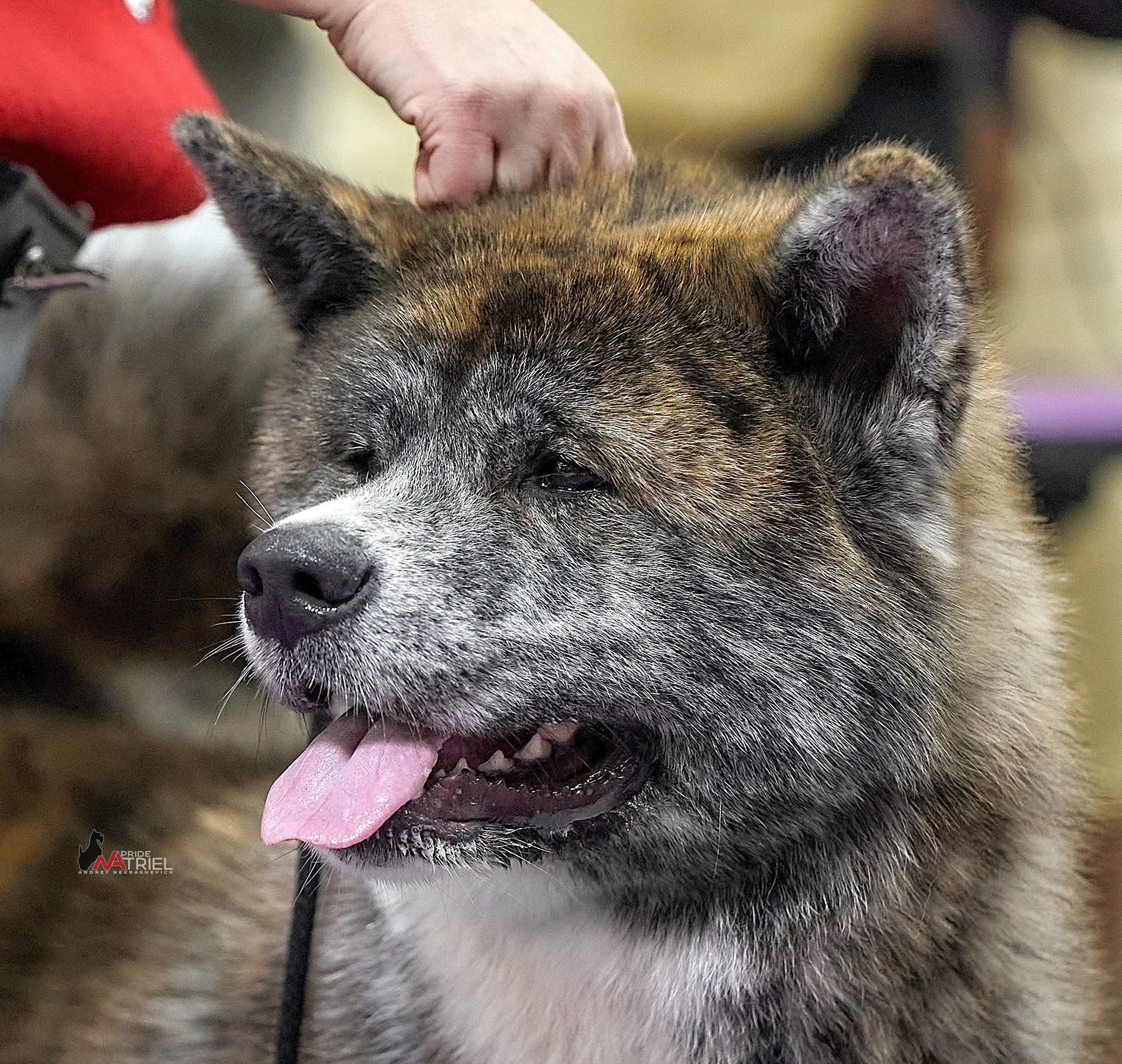 Портреты собак — галерея NATRIEL