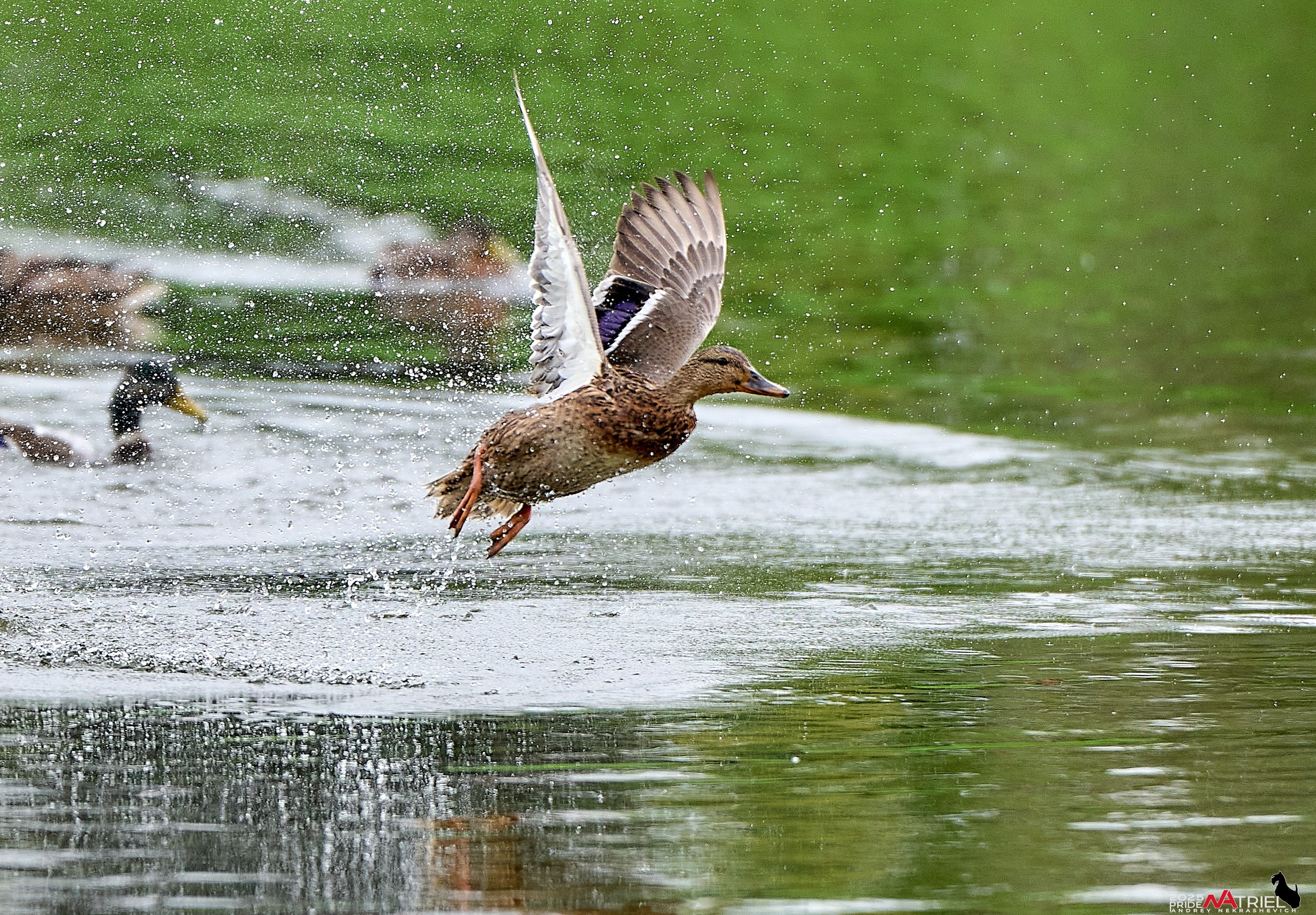 Утки на пруду