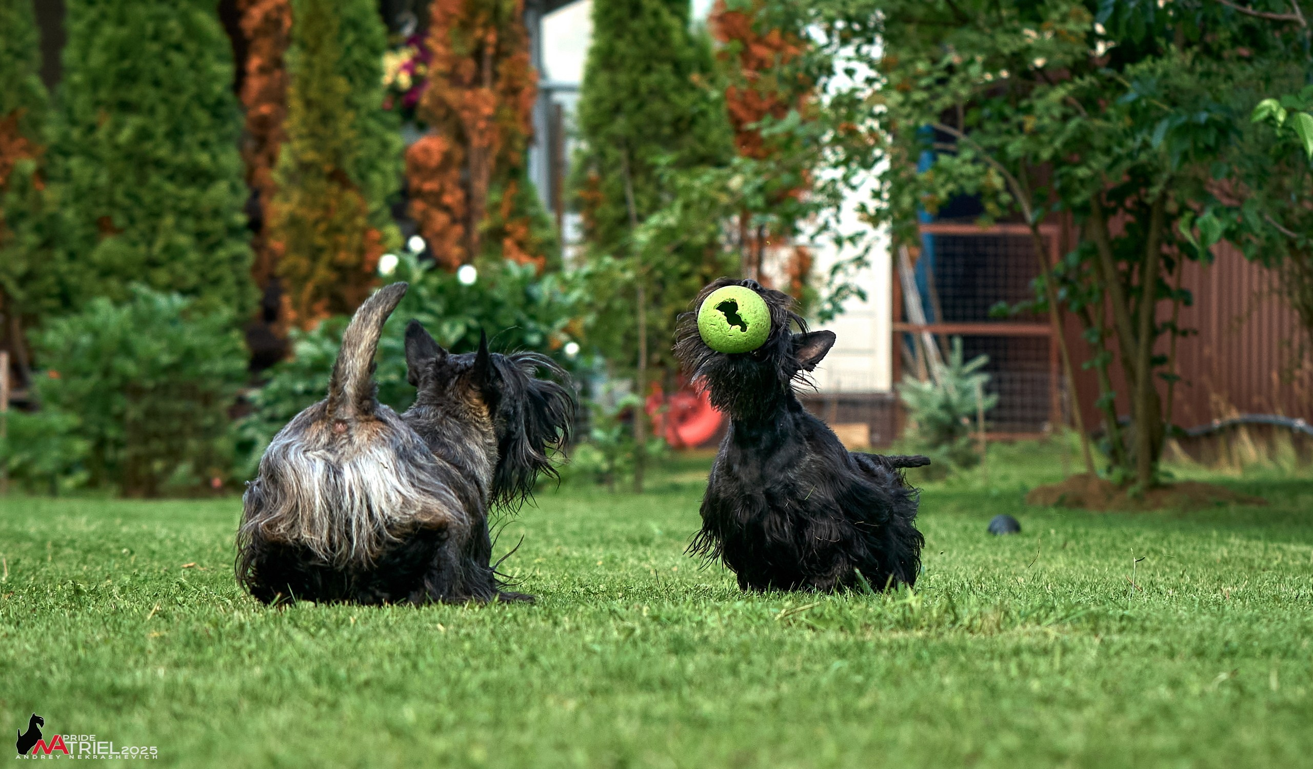 Алабаи и скотч-терьеры в питомнике у Ольги