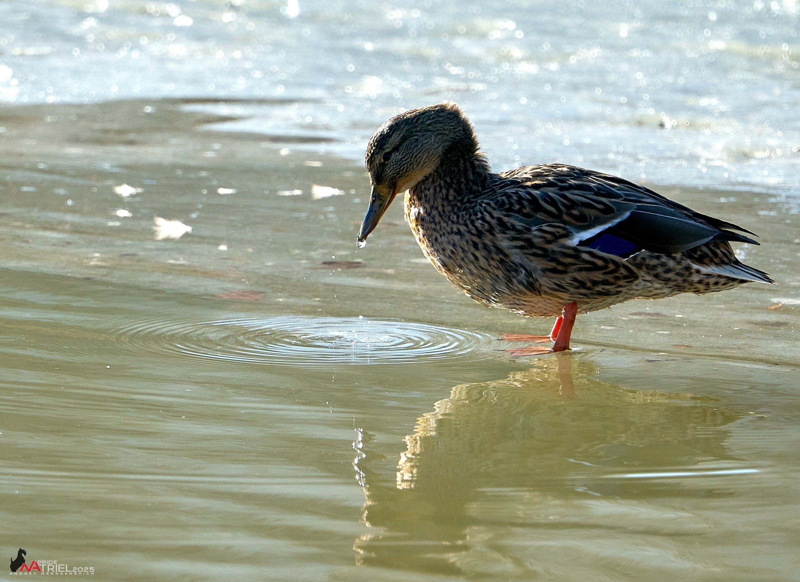 Фотопрогулка в Бутово